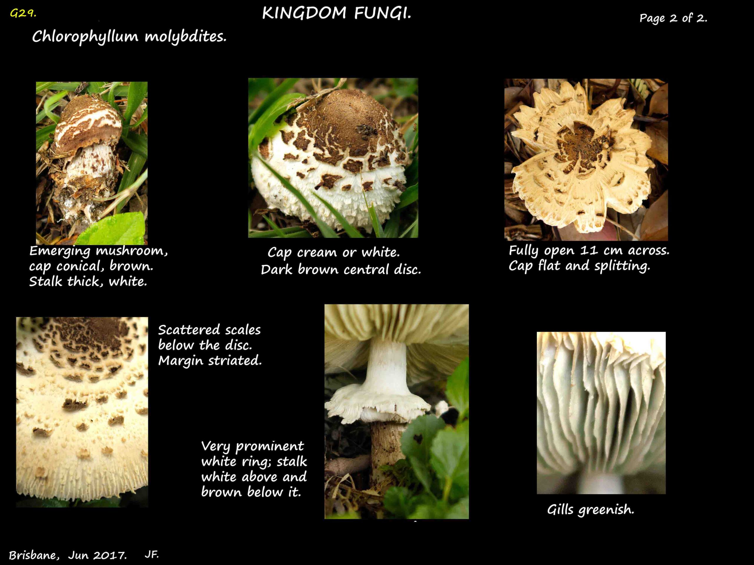 2 Chlorophyllum molybdites cap scales
