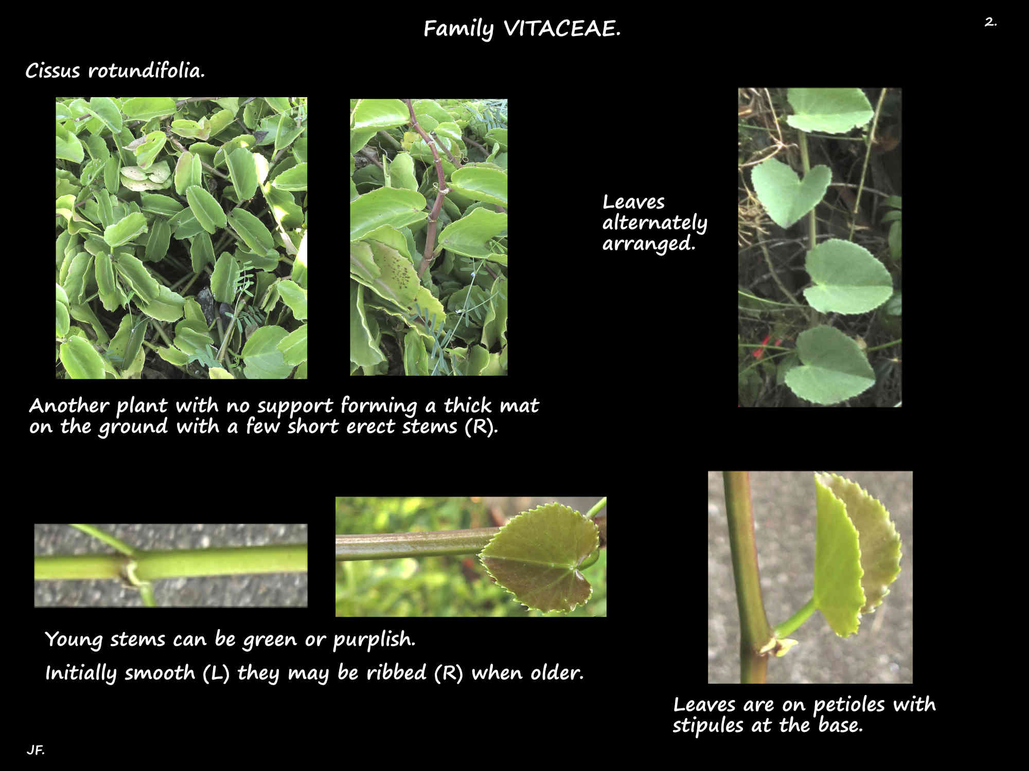 2 Cissus rotundifolia stems & alternate leaves