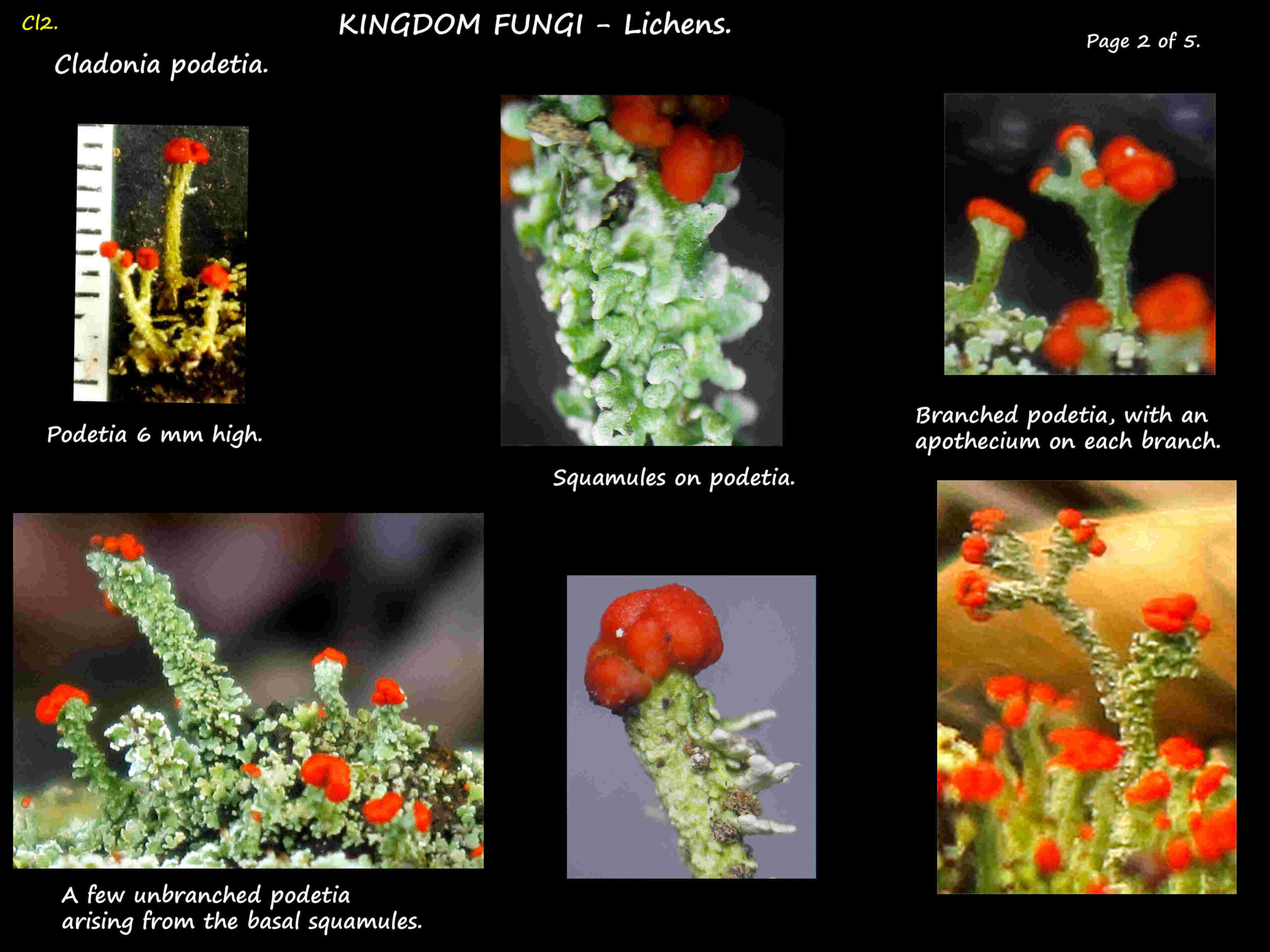 2 Branched & unbranched podetia in Cladonia lichens