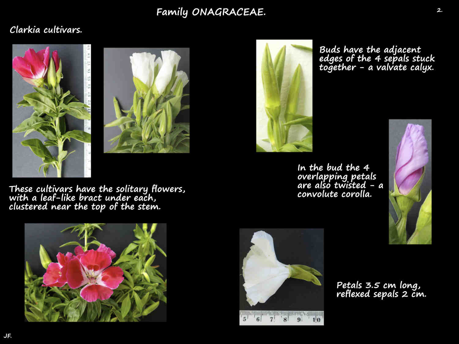 2 Clarkia inflorescences & sepals