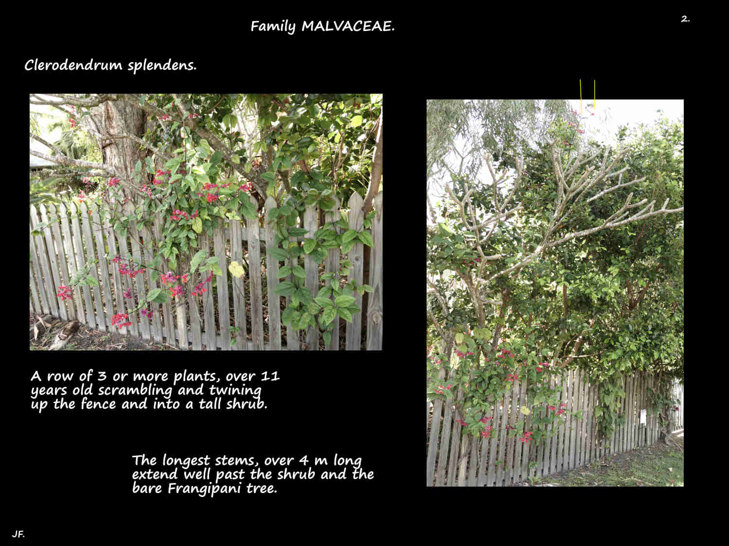 2 Clerodendrum splendens vines 4 m high