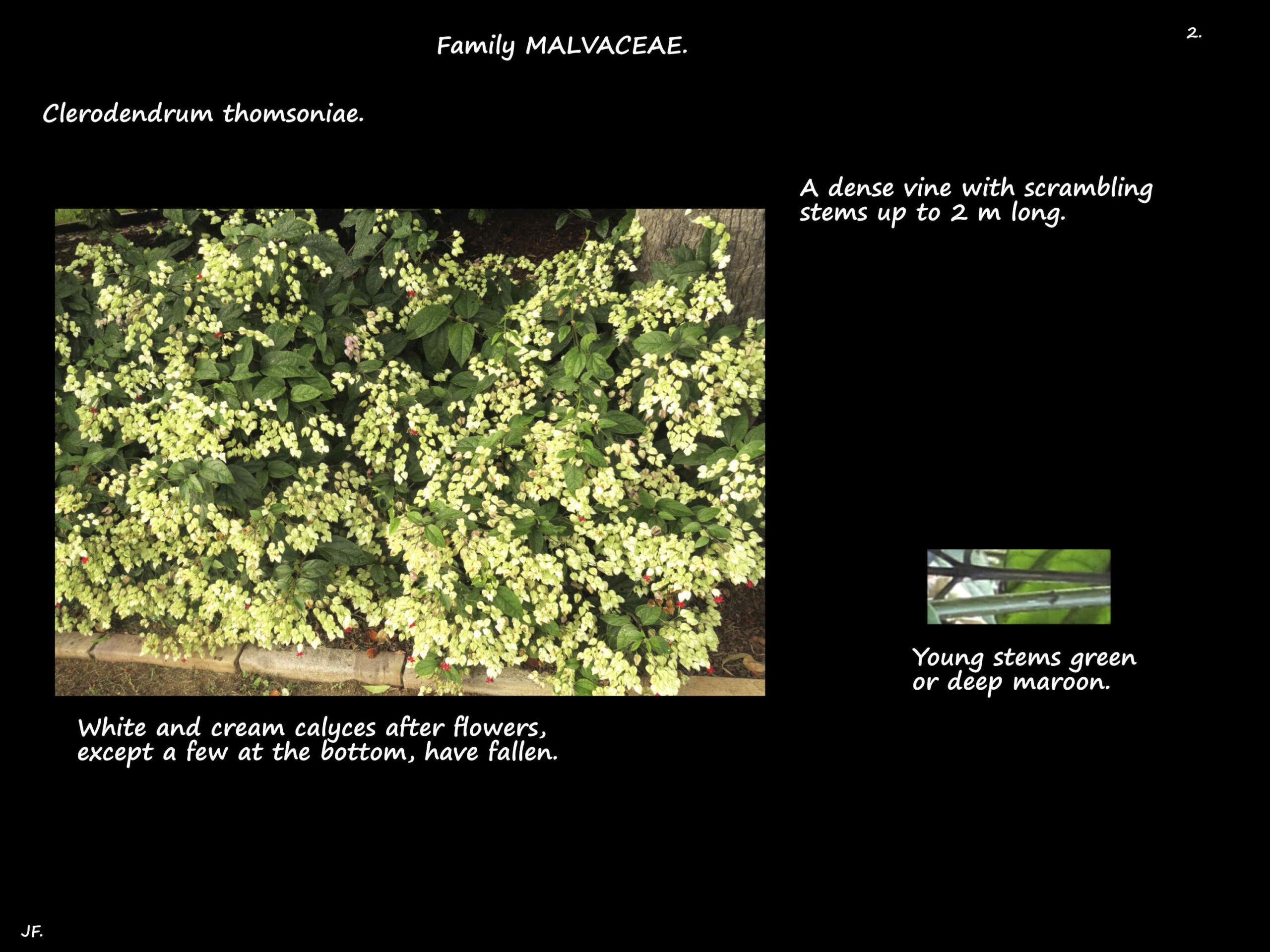 2 Clerodendrum thomsoniae vine 2