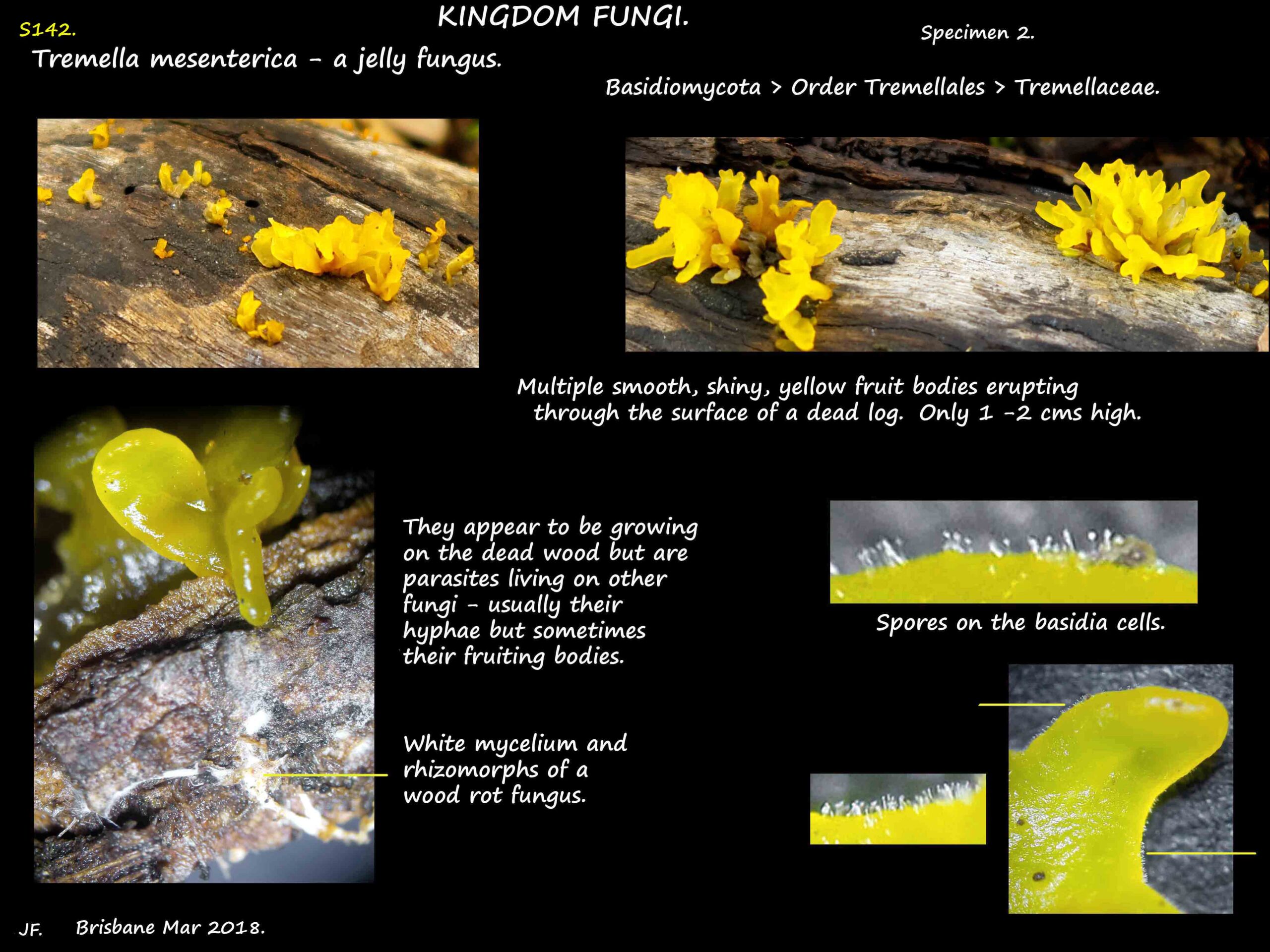 2 Clusters of Tremella mesenterica