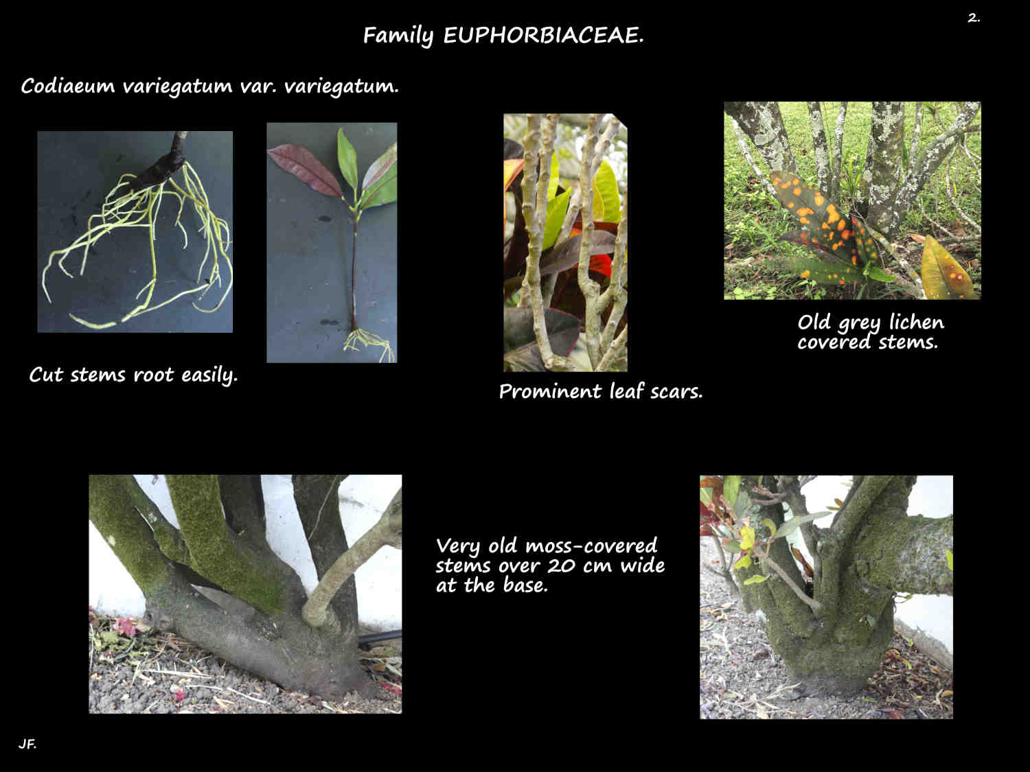 2 Codiaeum variegatum roots & stems