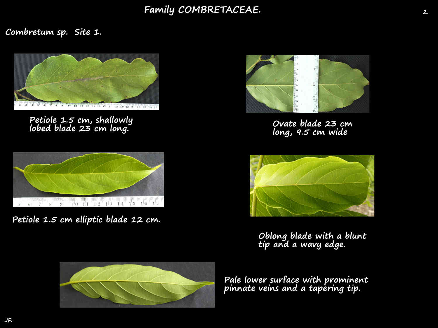 2 Combretum leaves