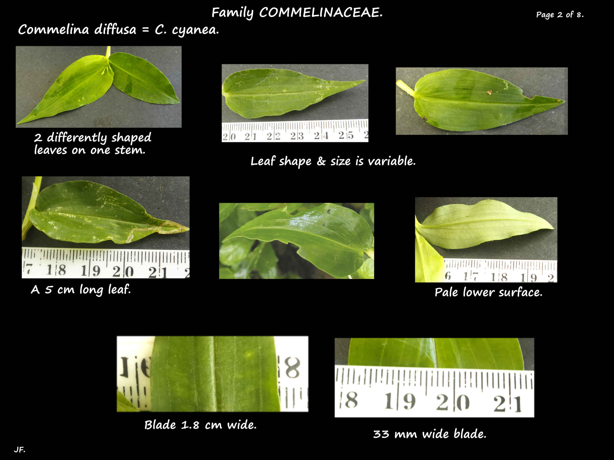 2 Commelina cyanea leaves