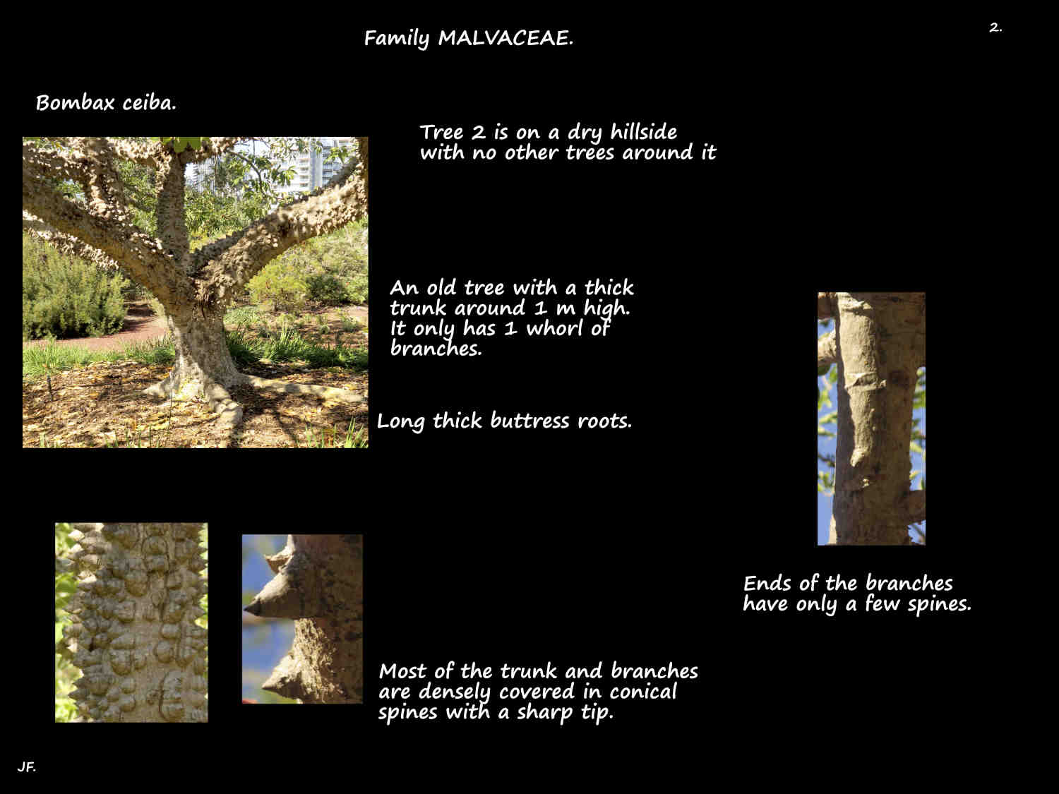 2 Conical spines on a Kapok tree
