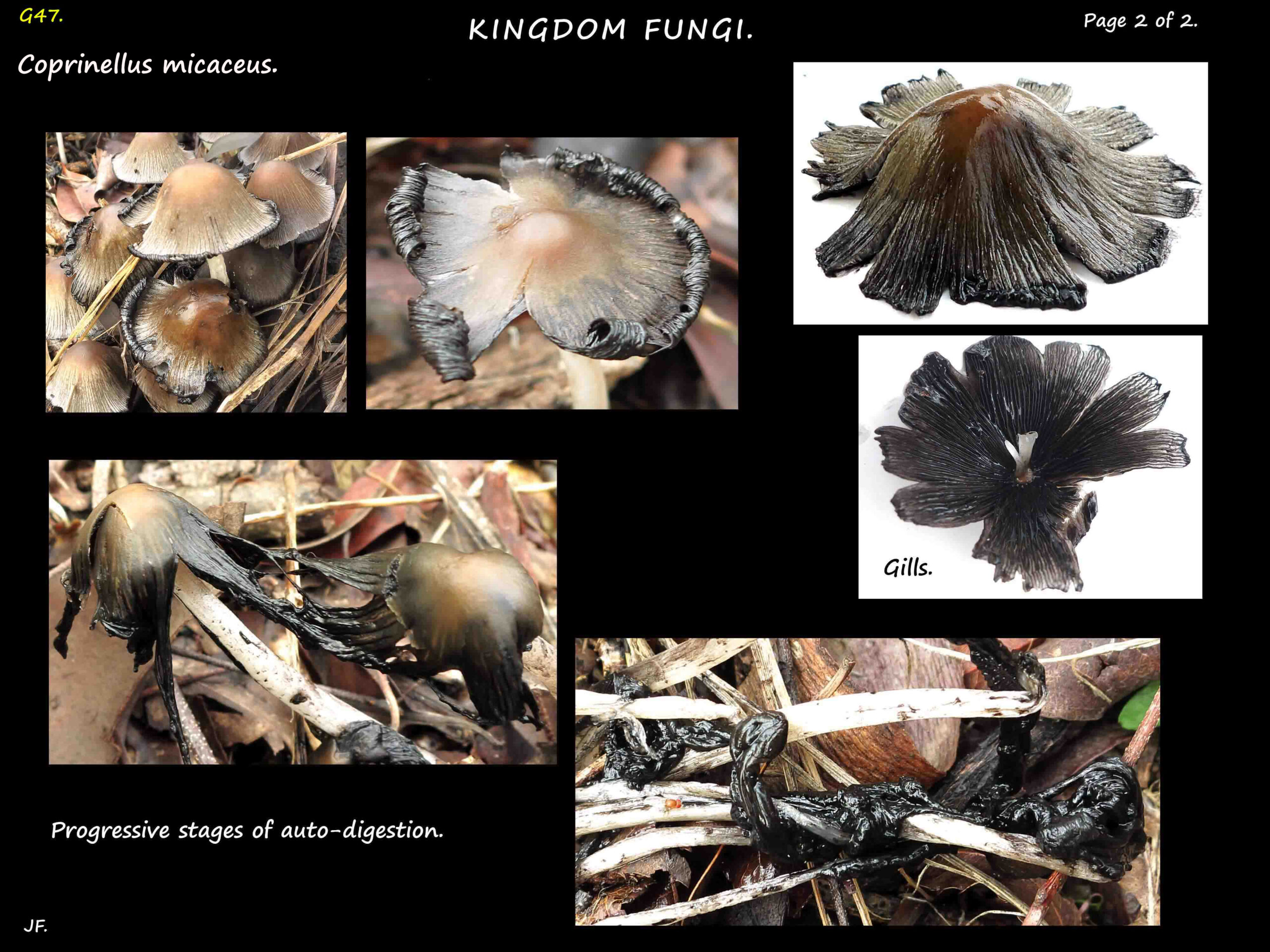 2 Coprinellus micaceus auto digestion
