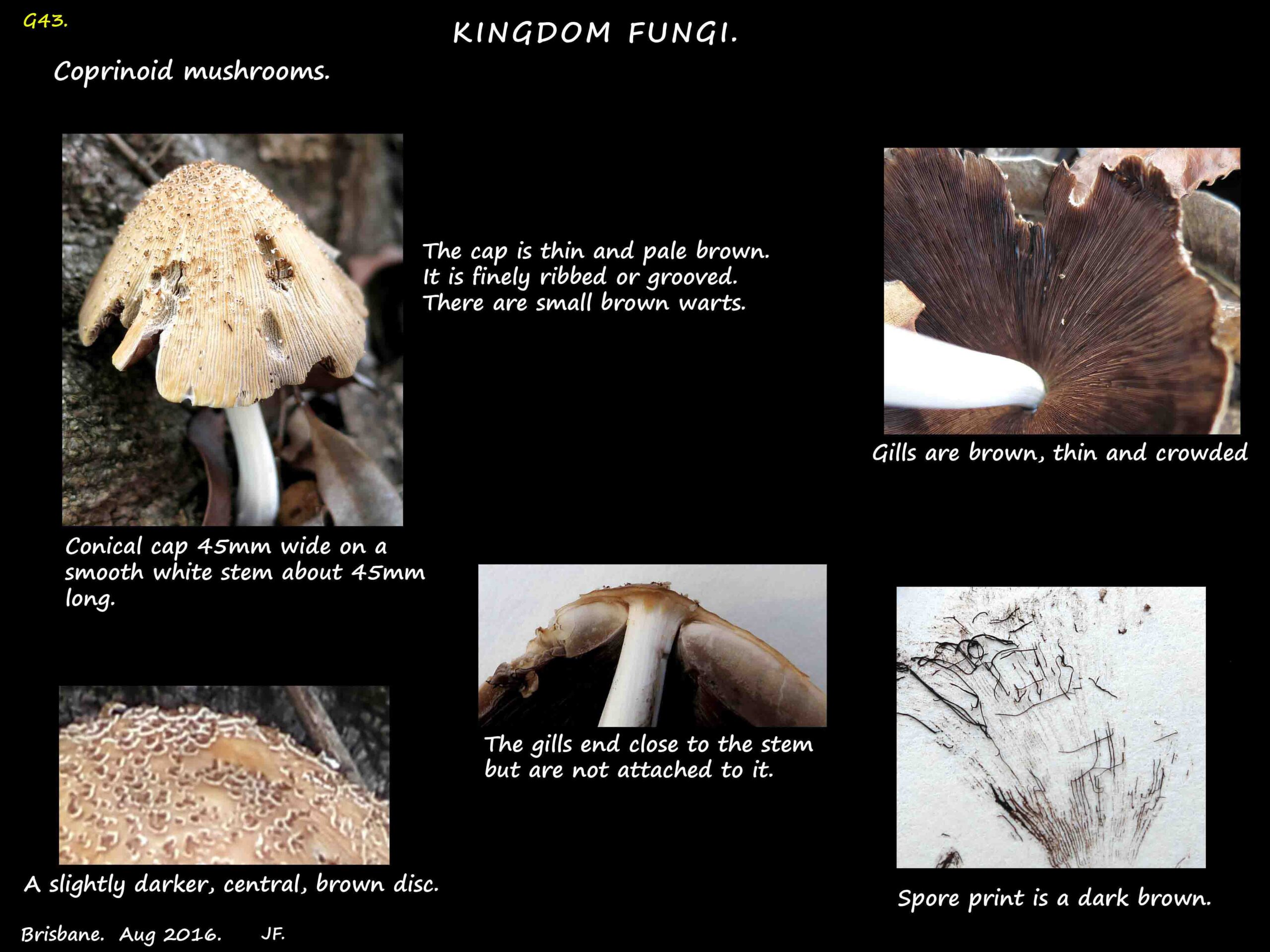 2 Coprinoid mushrooms gills