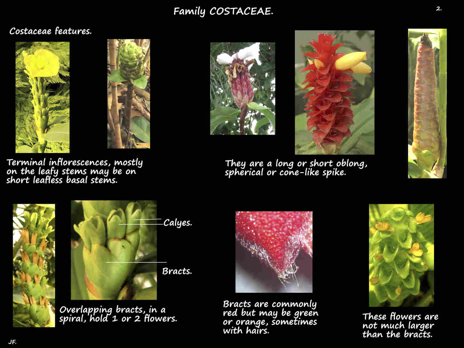 2 Costaceae inflorescences & bracts