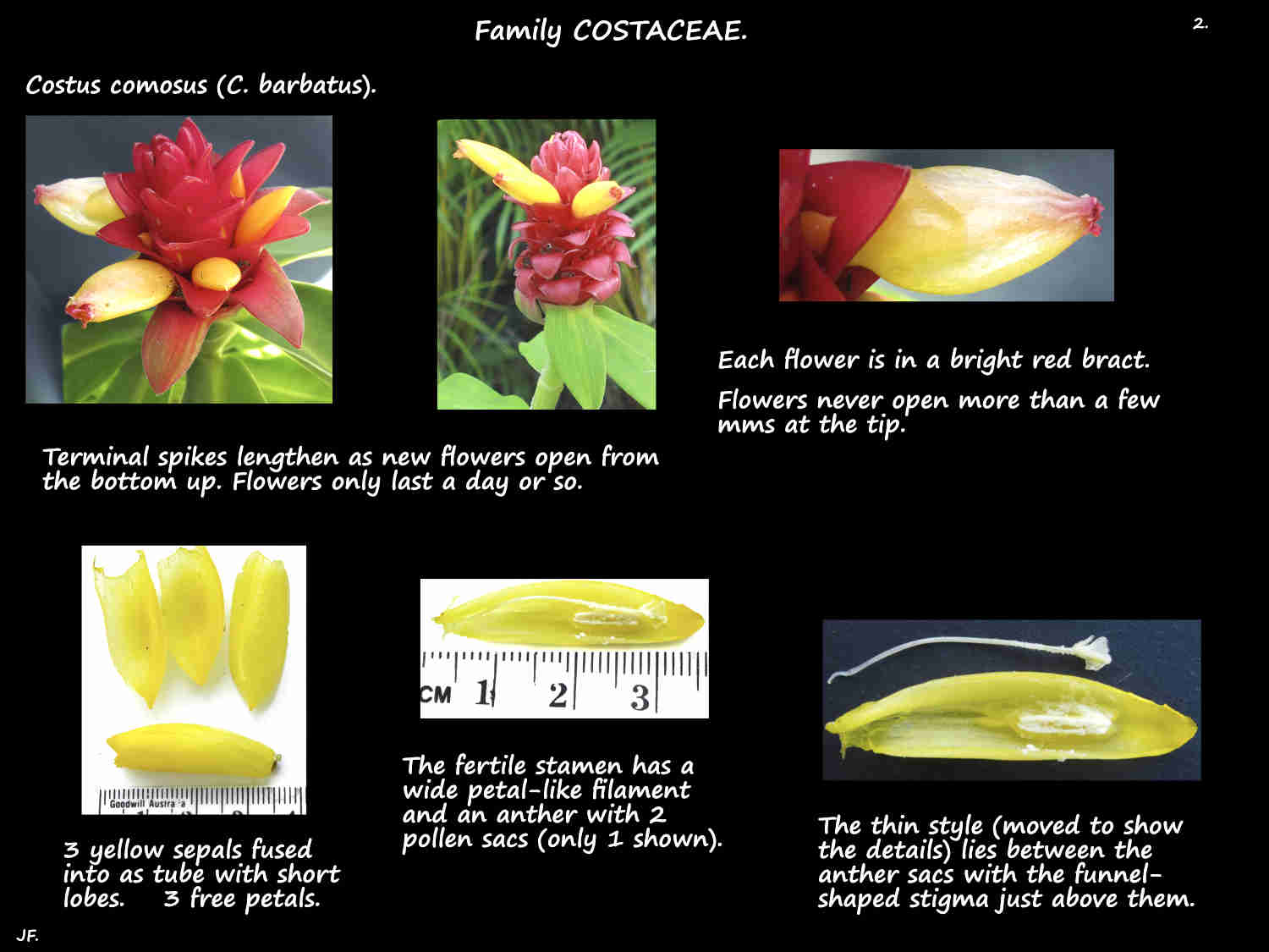 2 Costus comosus flowers, stamen & stigma