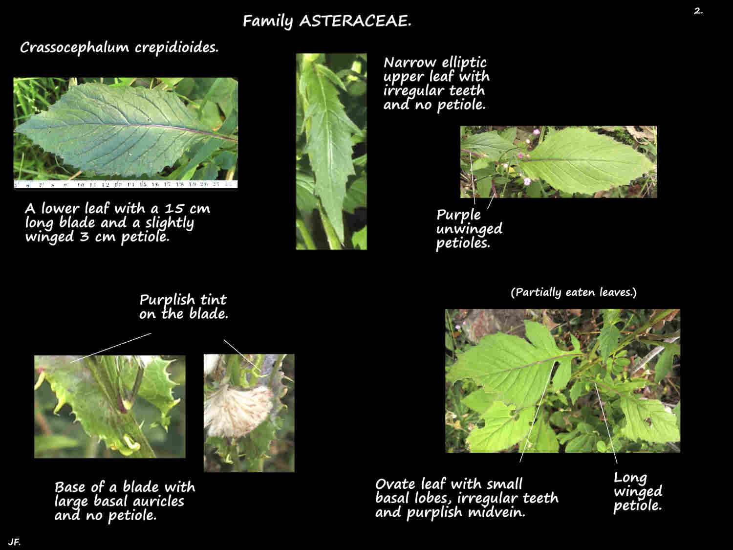 2 Crassocephalum crepidioides leaves