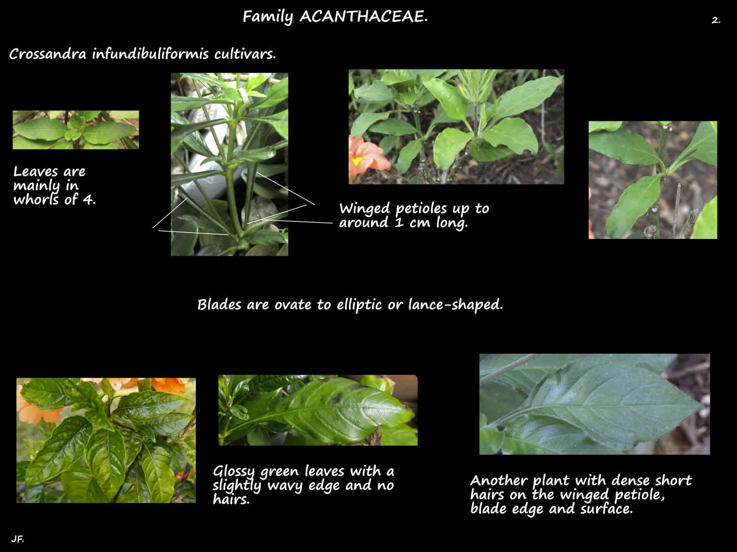 2 Crossandra leaves