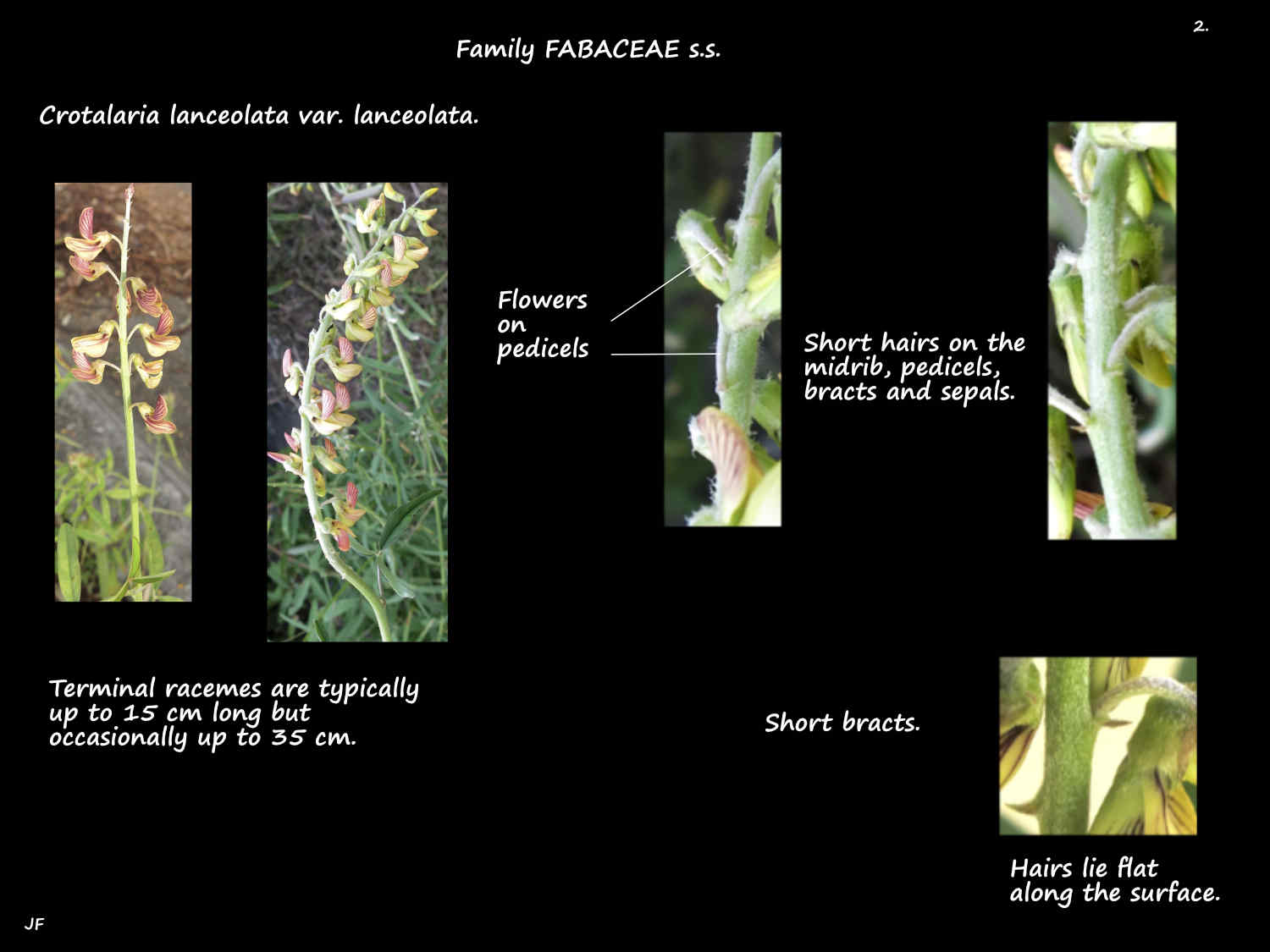 2 Crotalaria lanceolata inflorescences