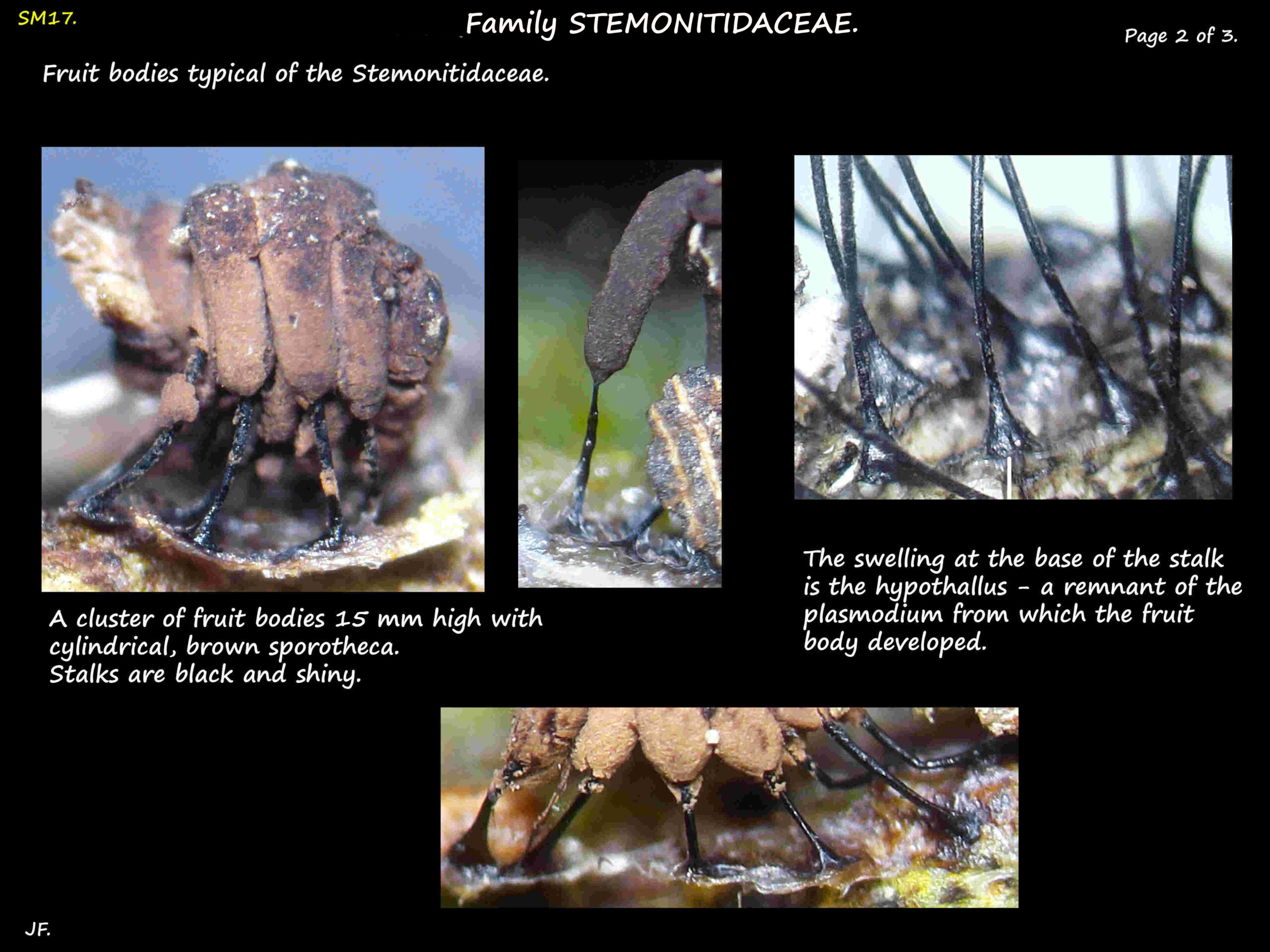 2 Cylindrical Chocolate tube sporotheca