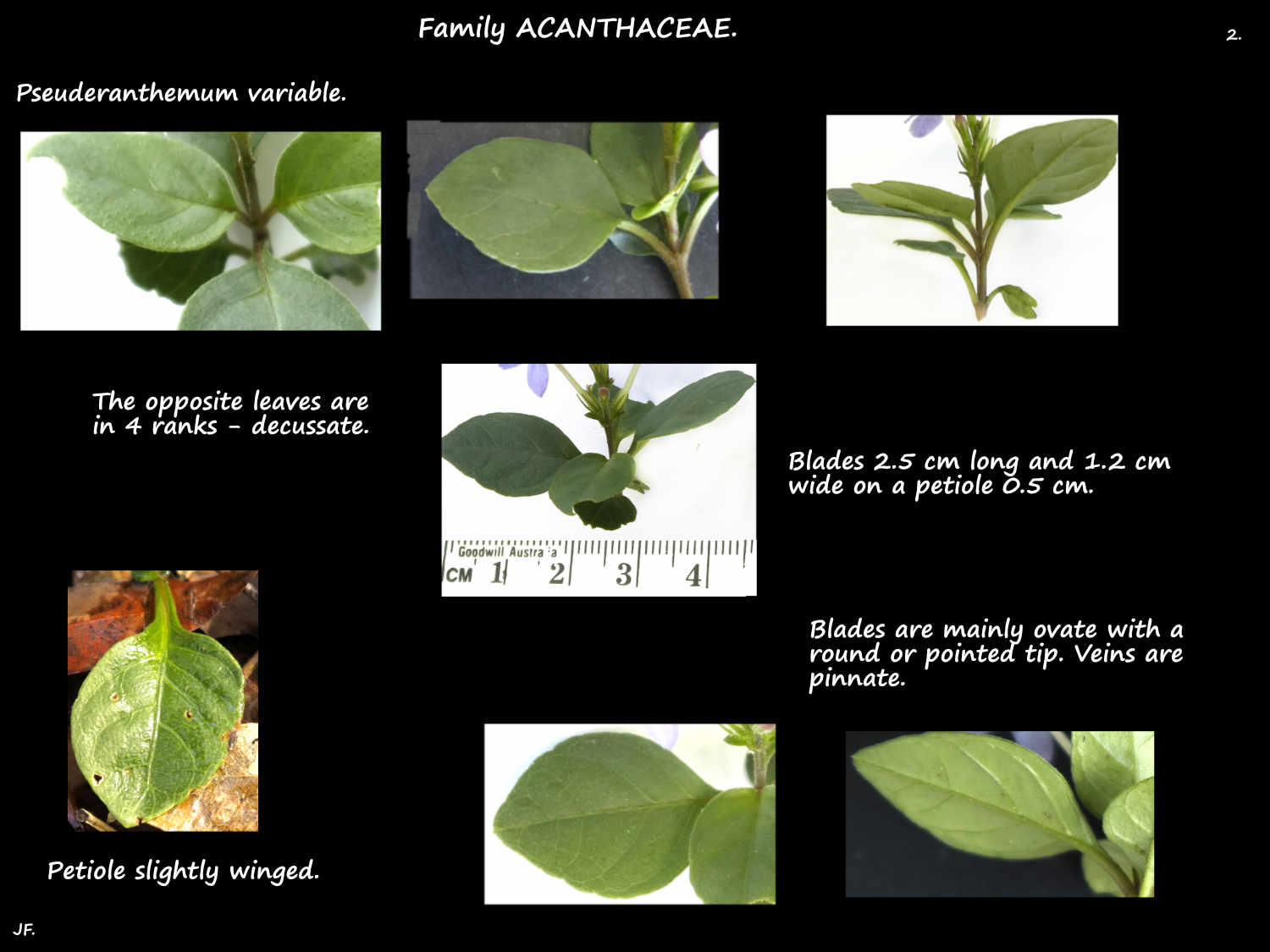 2 Decussate Pseuderanthemum variable leaves