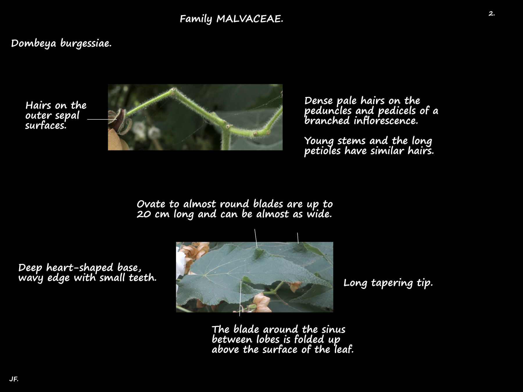 2 Dombeya burgessiae leaves