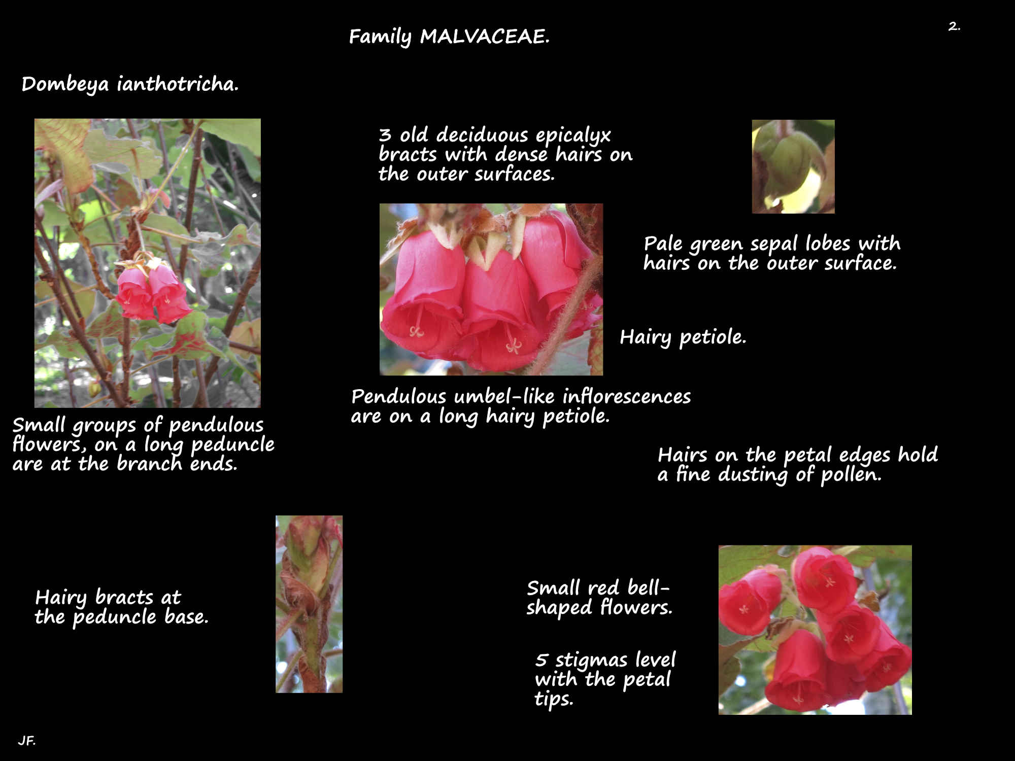 2 Dombeya ianthotricha flowers