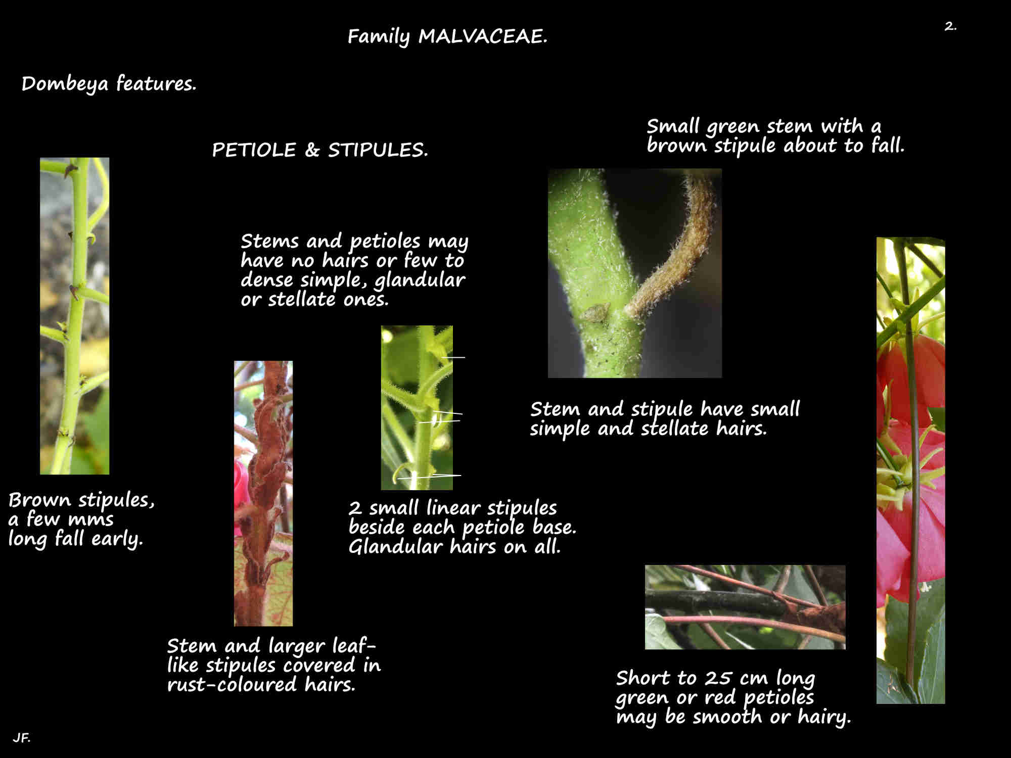 2 Dombeya petioles & stipules