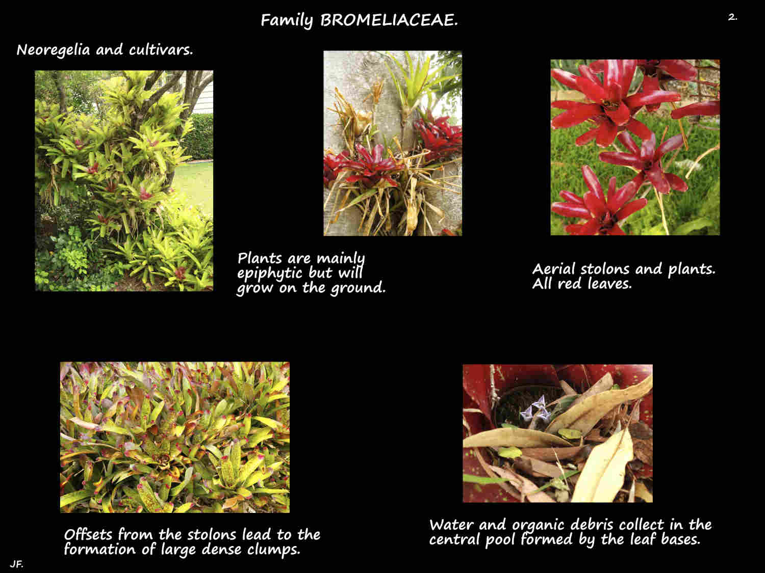 2 Epiphytic & terrestrial Neoregelia plants