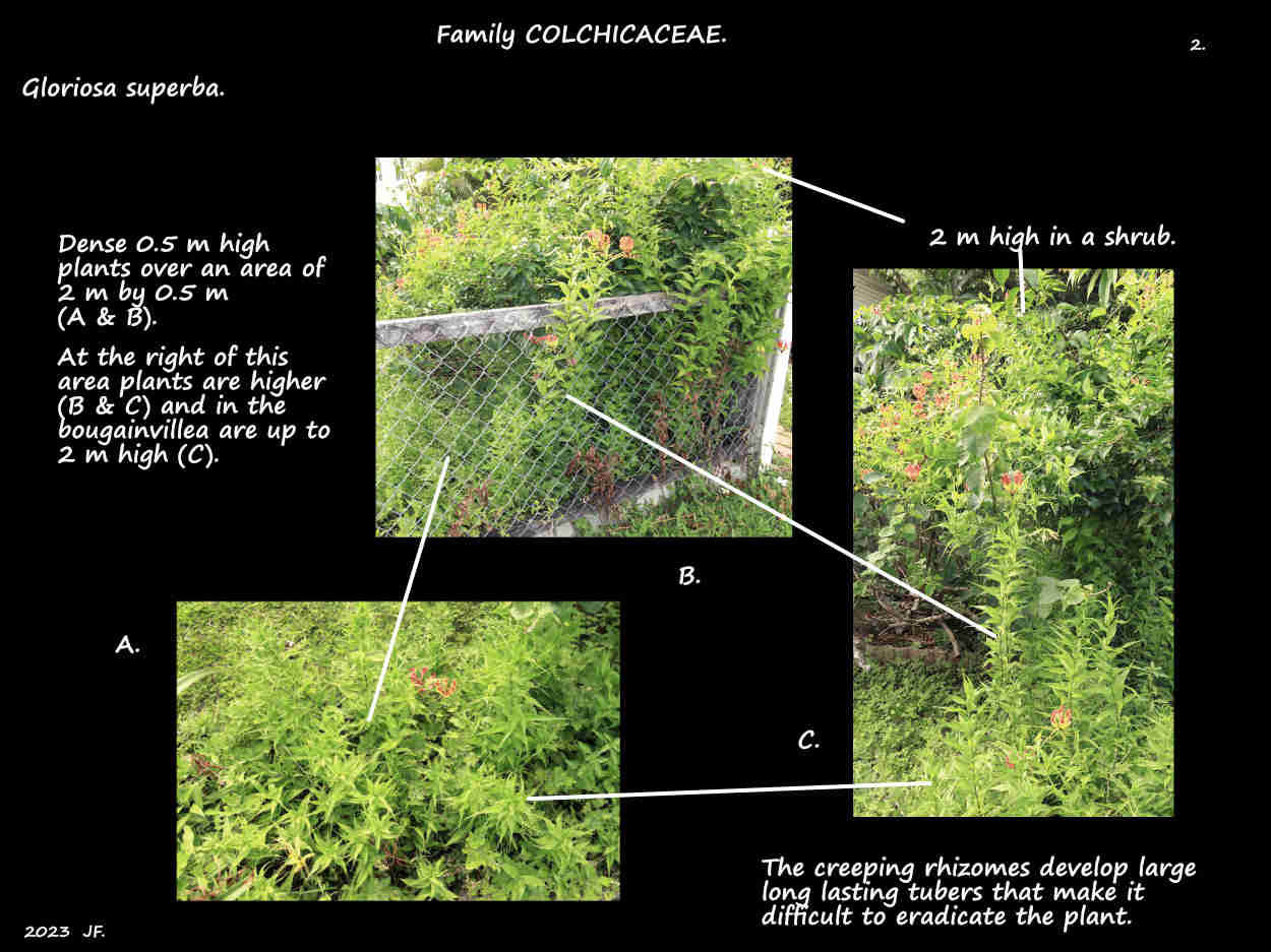 2 Erect & scrambling Gloriosa plants