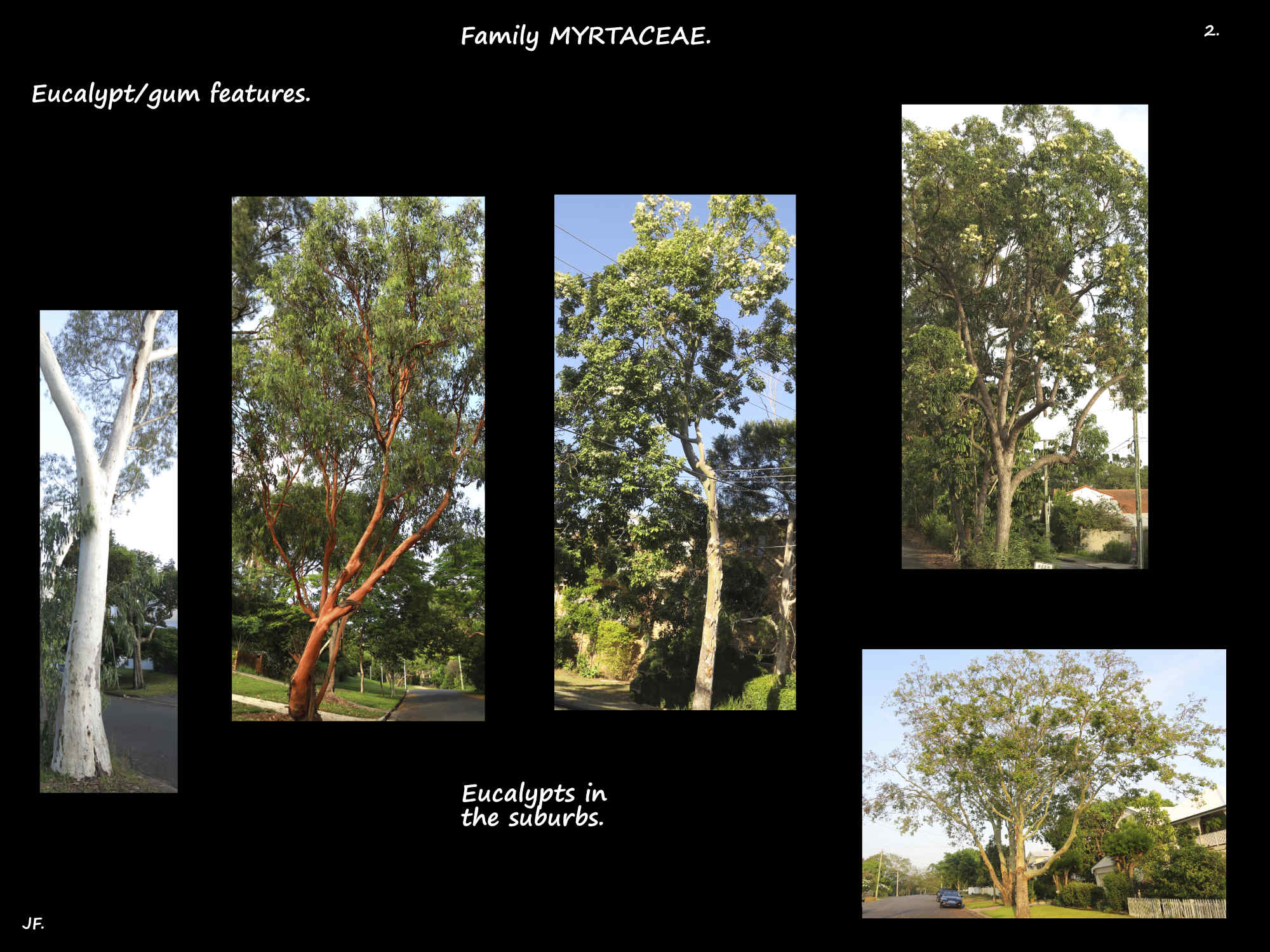 2 Eucalypts in the suburbs