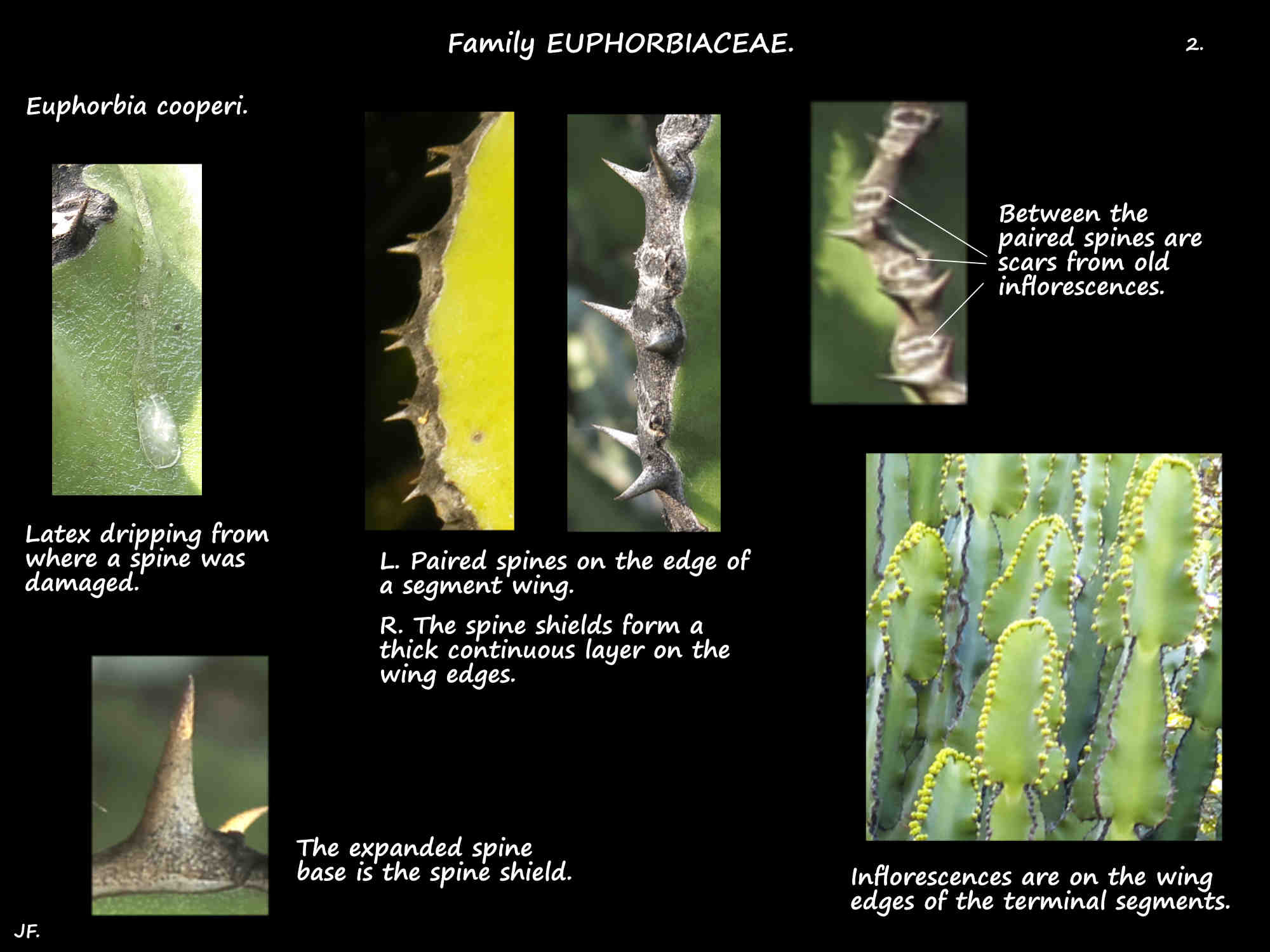 2 Euphorbia cooperi spines & spine shields