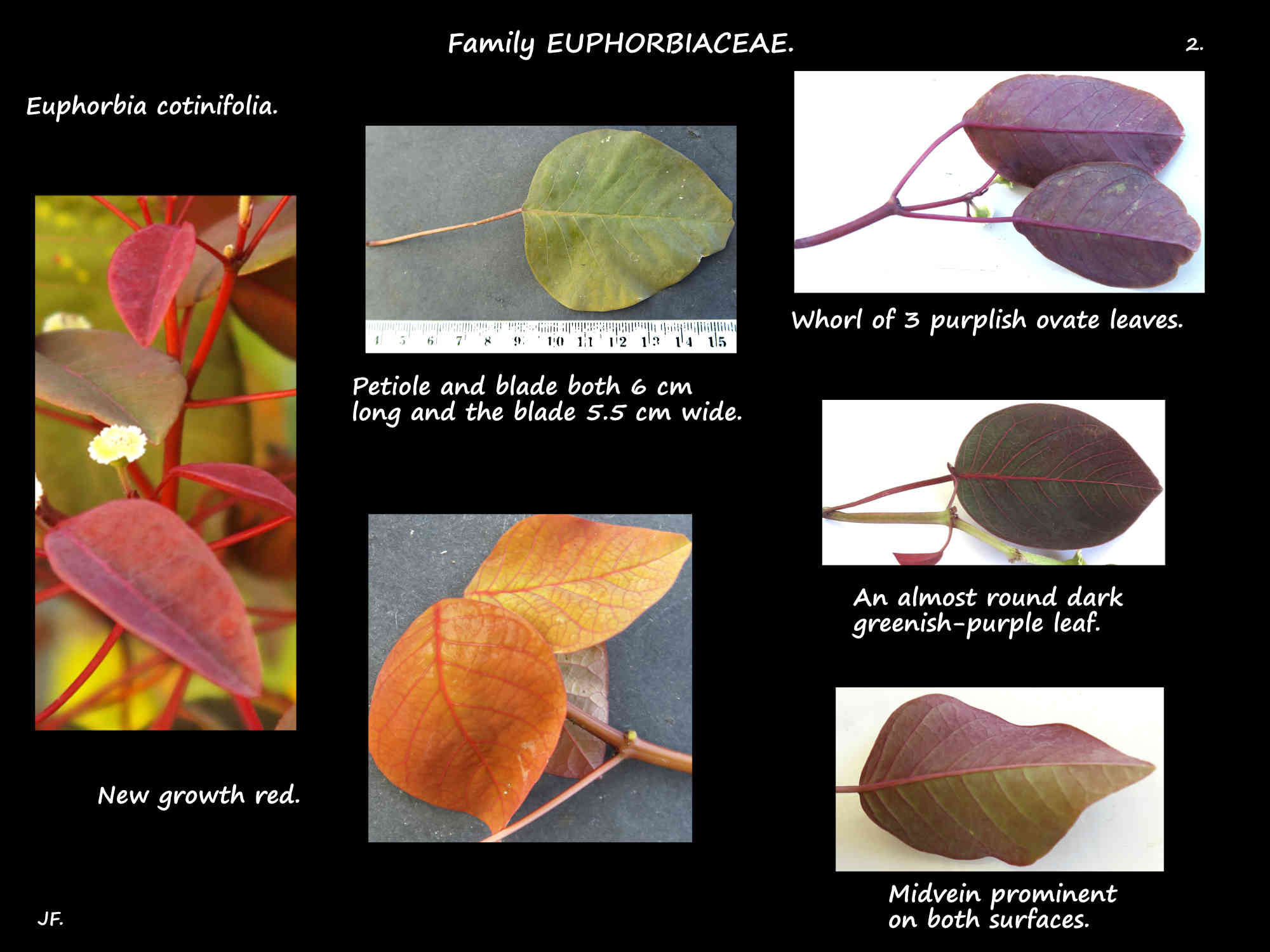 2 Euphorbia cotinifolia leaf shapes & colours