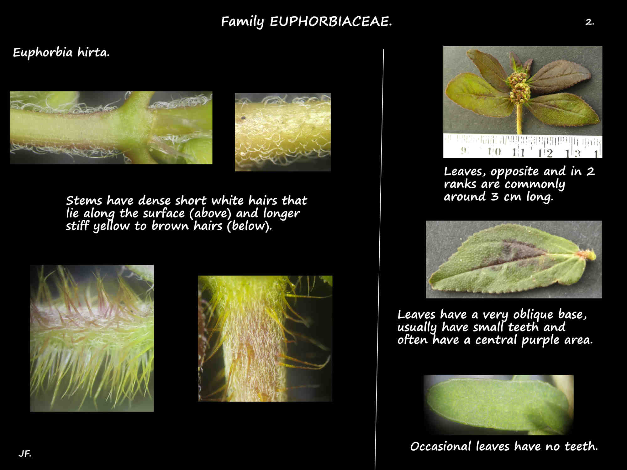 2 Euphorbia hirta stem hairs & leaf arrangement