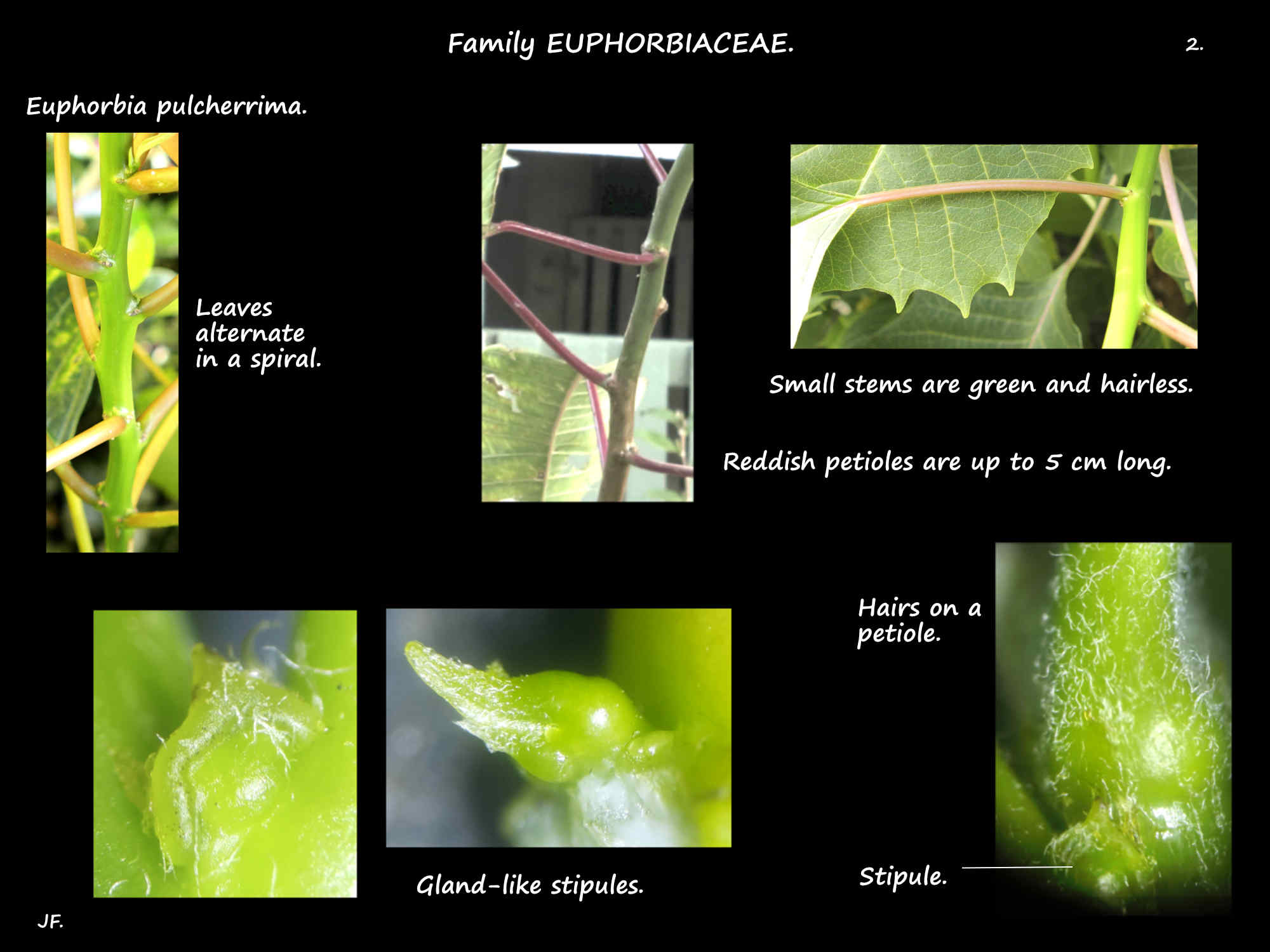 2 Euphorbia pulcherrima leaf arrangement & stipules