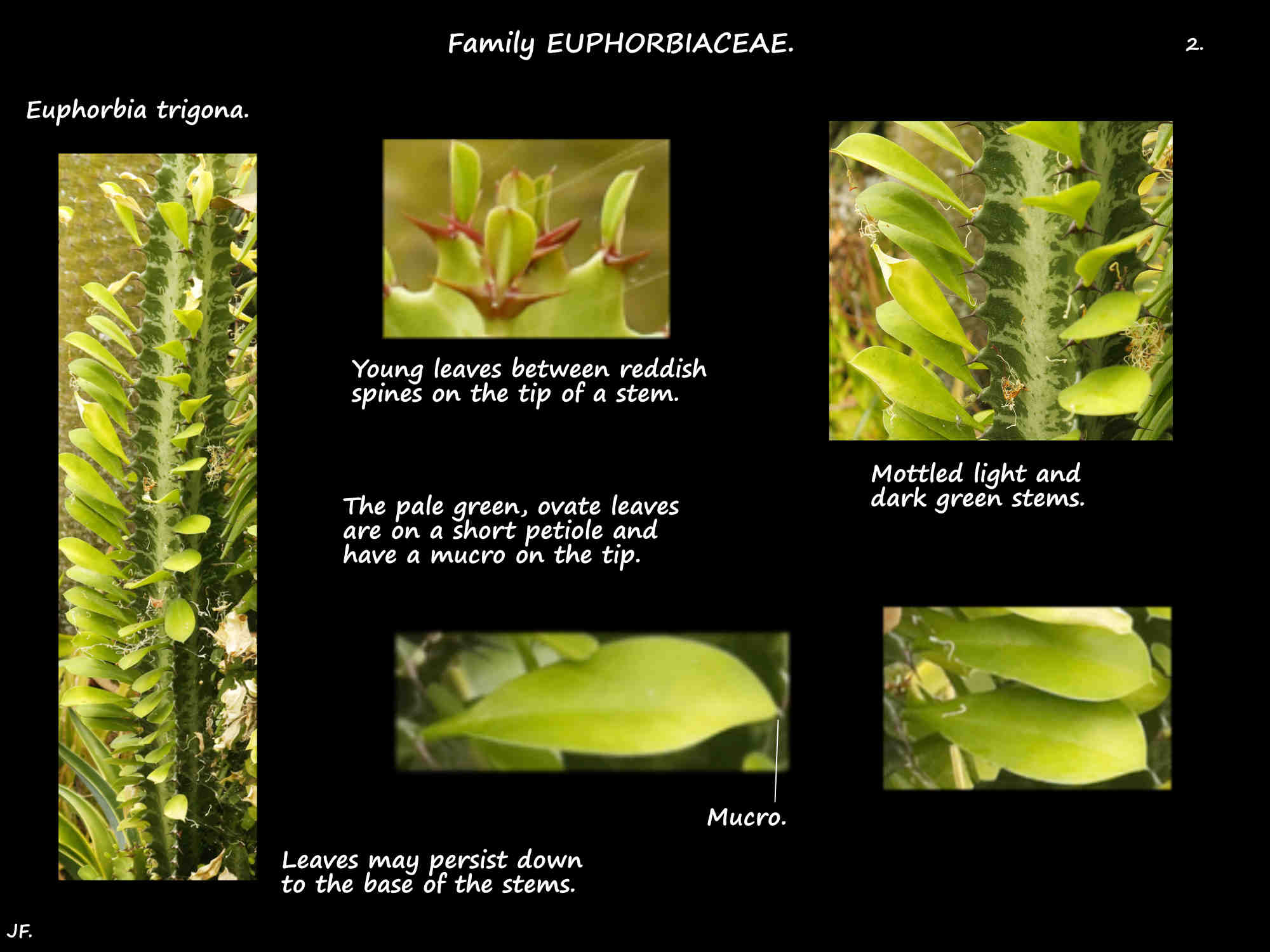 2 Euphorbia trigona leaves