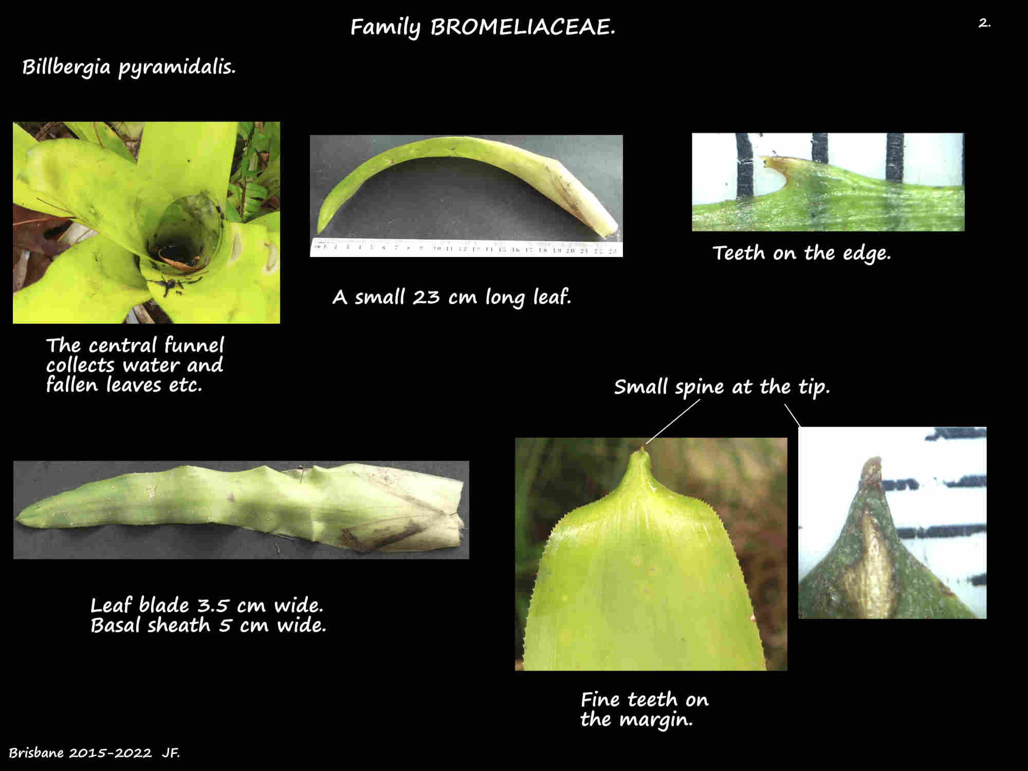 2 Features of Billbergia pyramidalis leaves