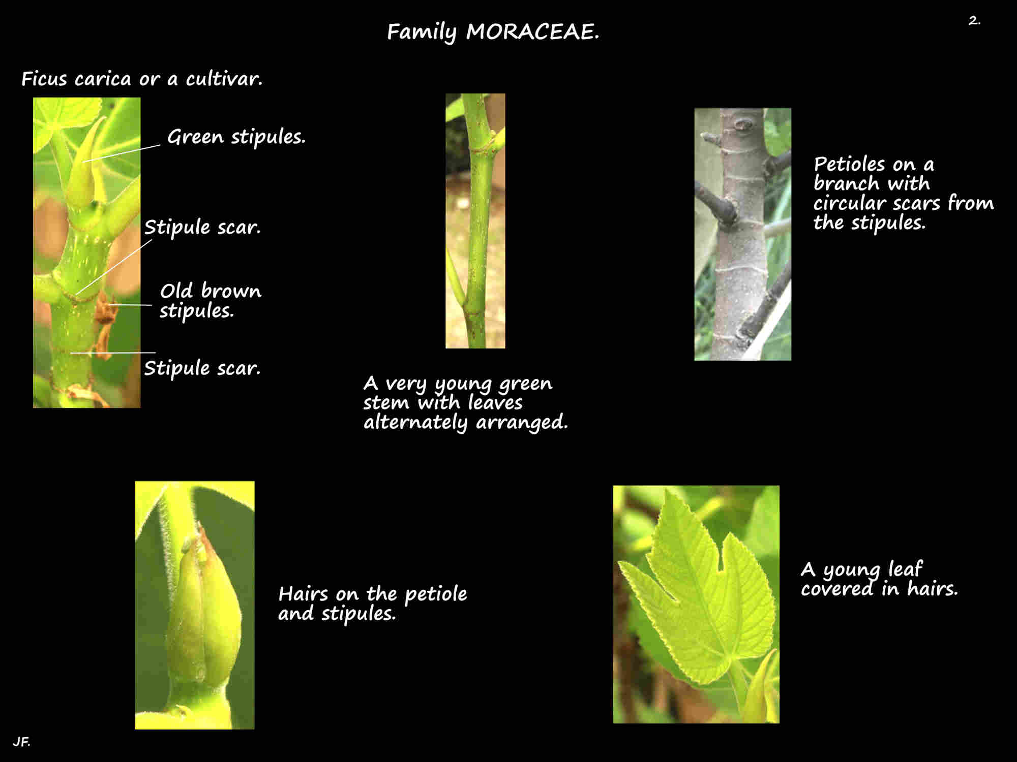 2 Ficus carica stipules