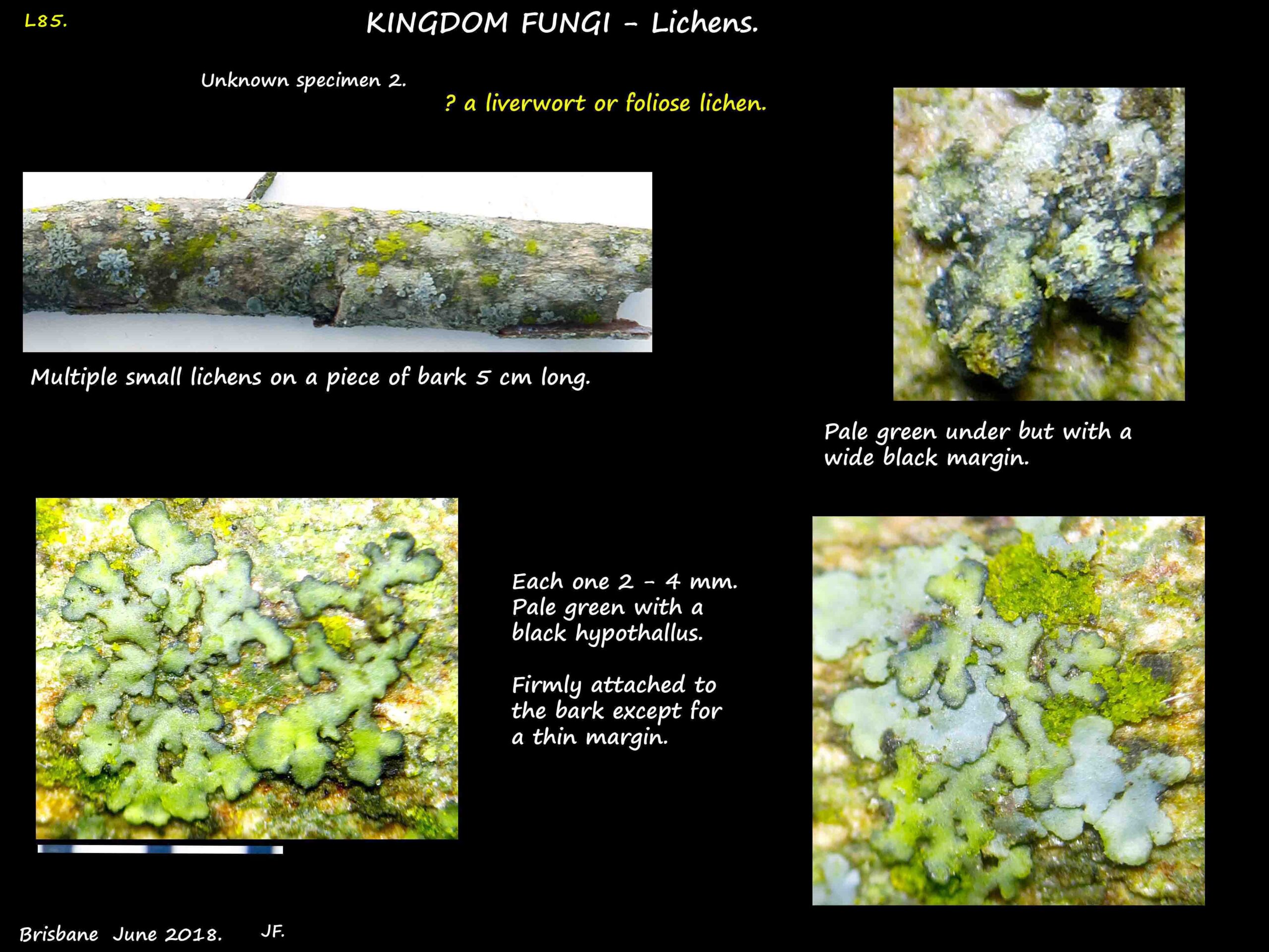 2 Foliose lichen 2