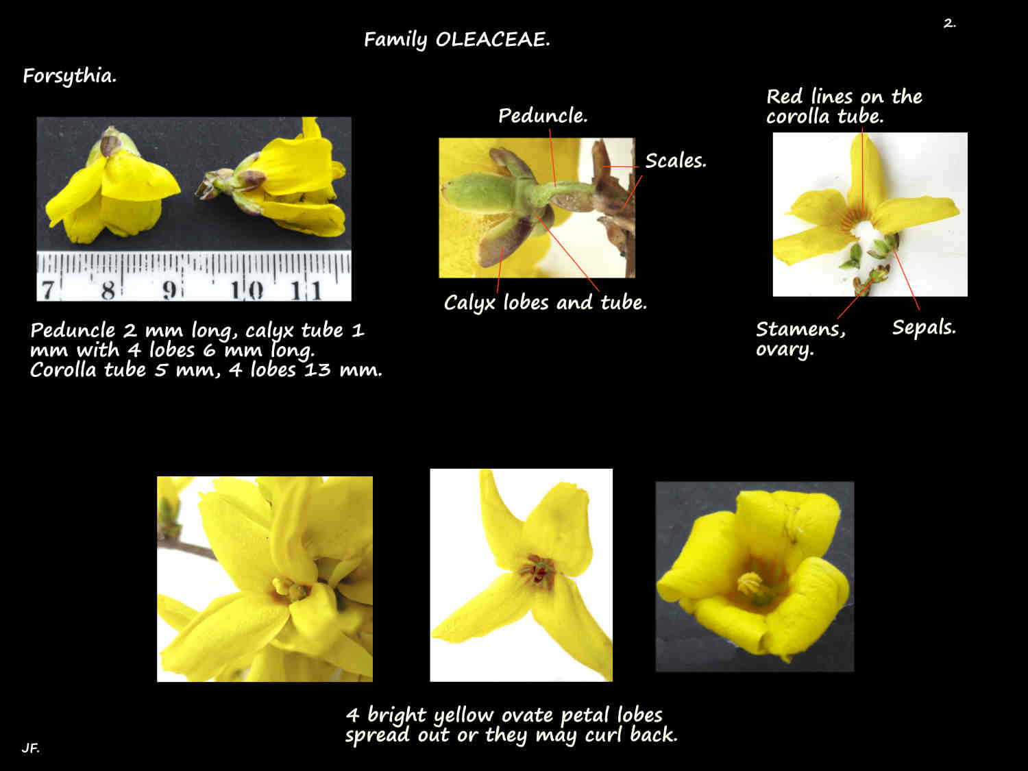 2 Forsythia sepals & petals