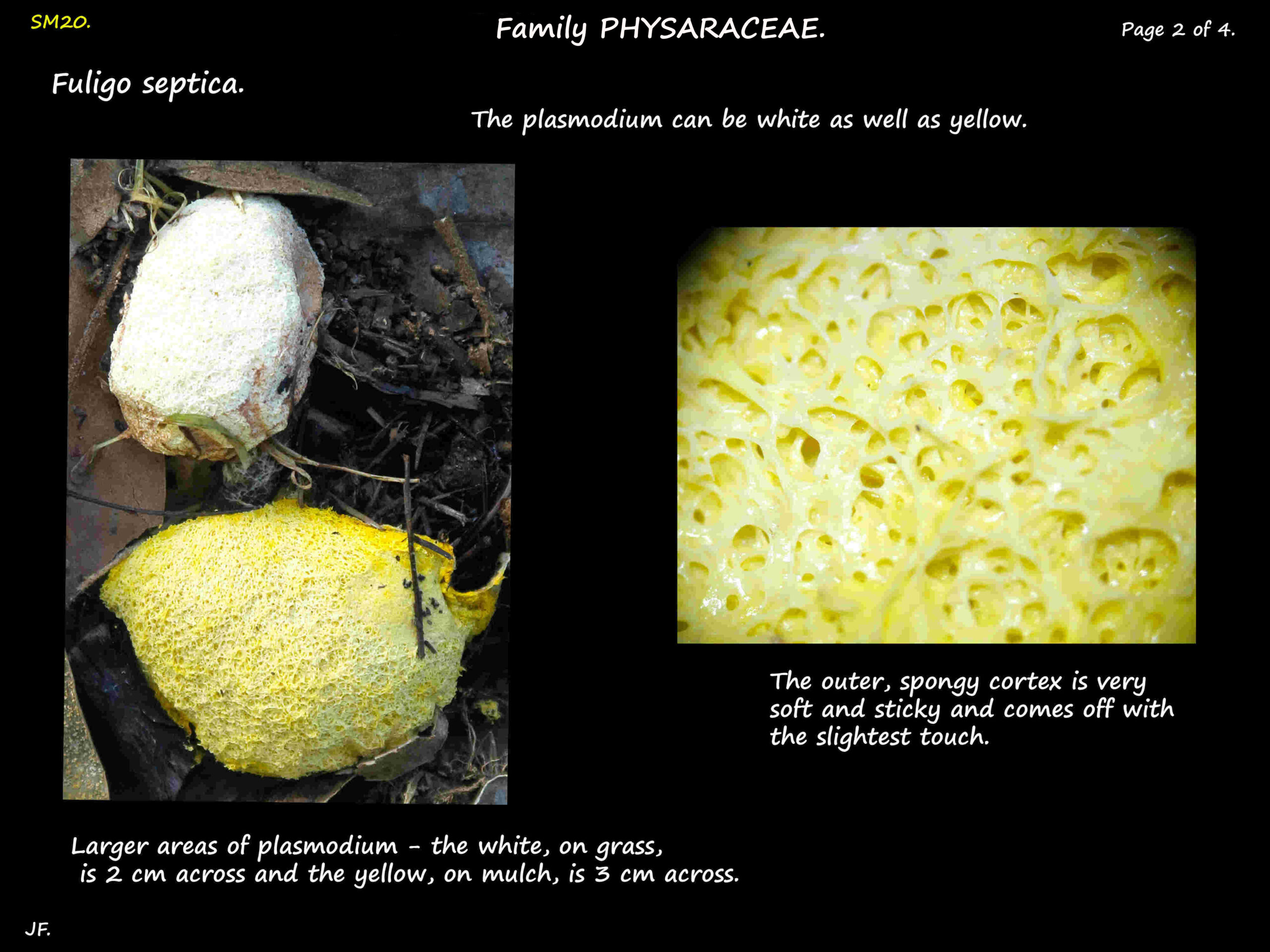 2 Fuligo septica plasmodium