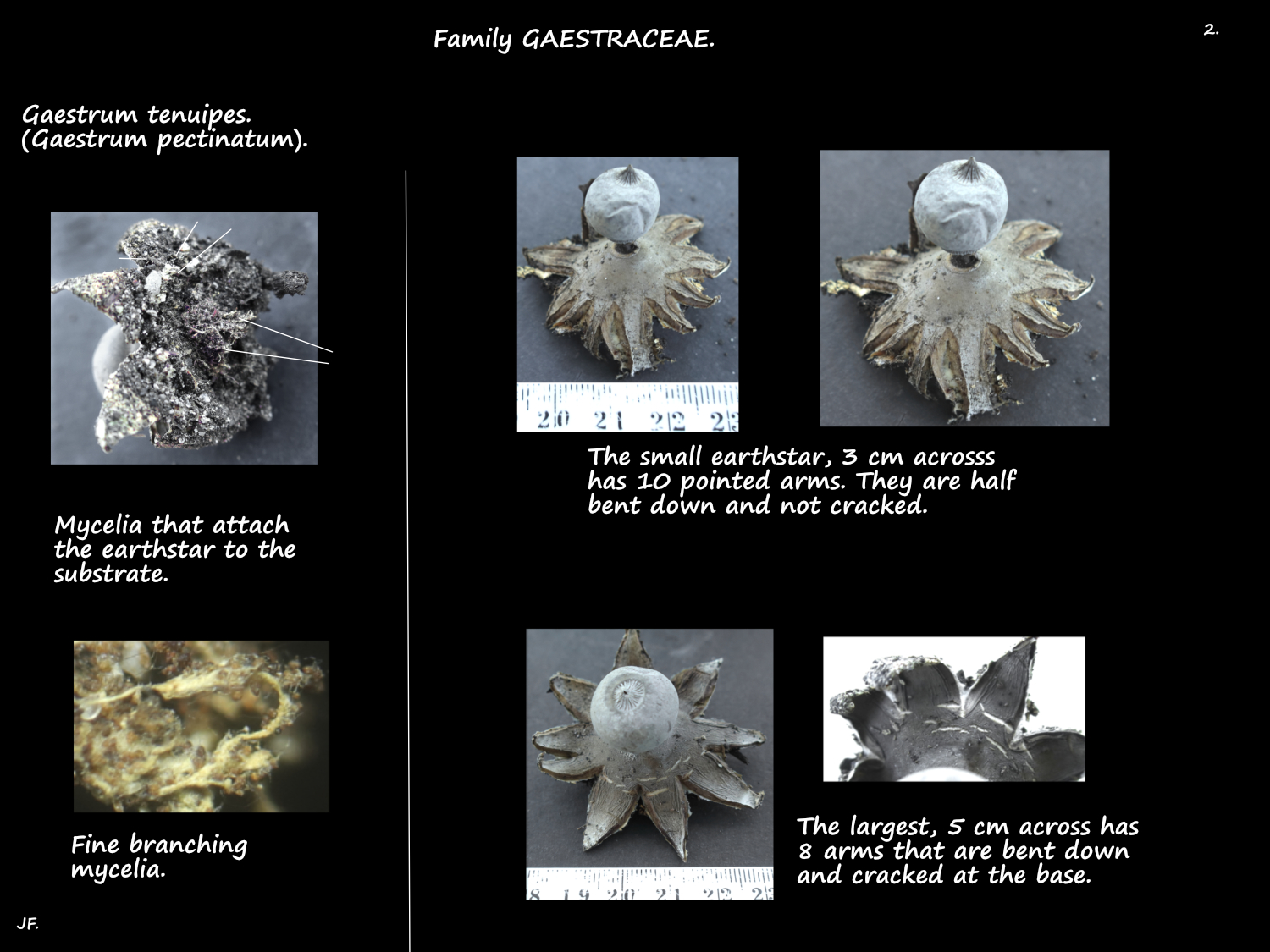 2 Gaestrum tenuipes mycelia & arms