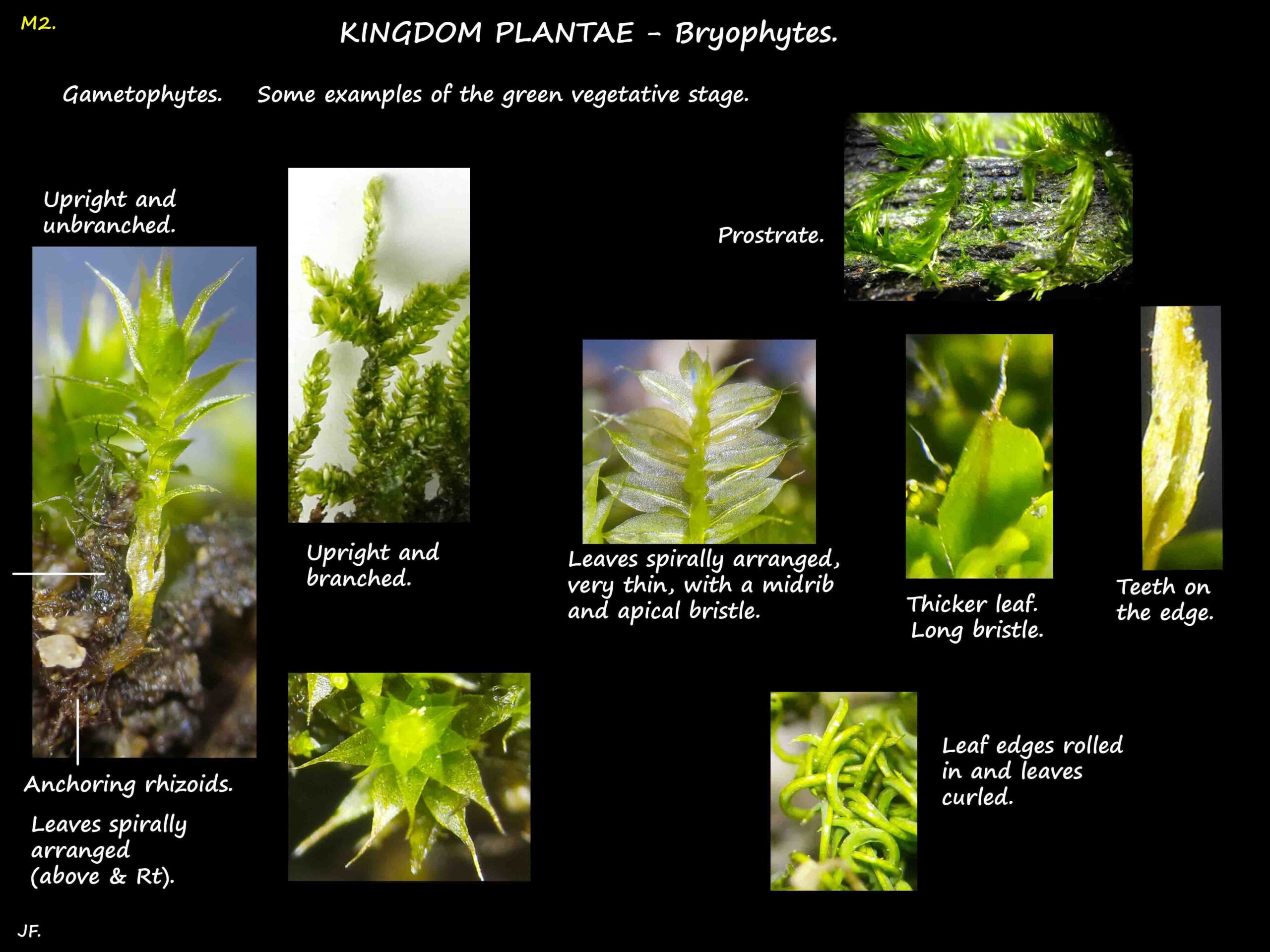 Gametophyte - the vegetative stage