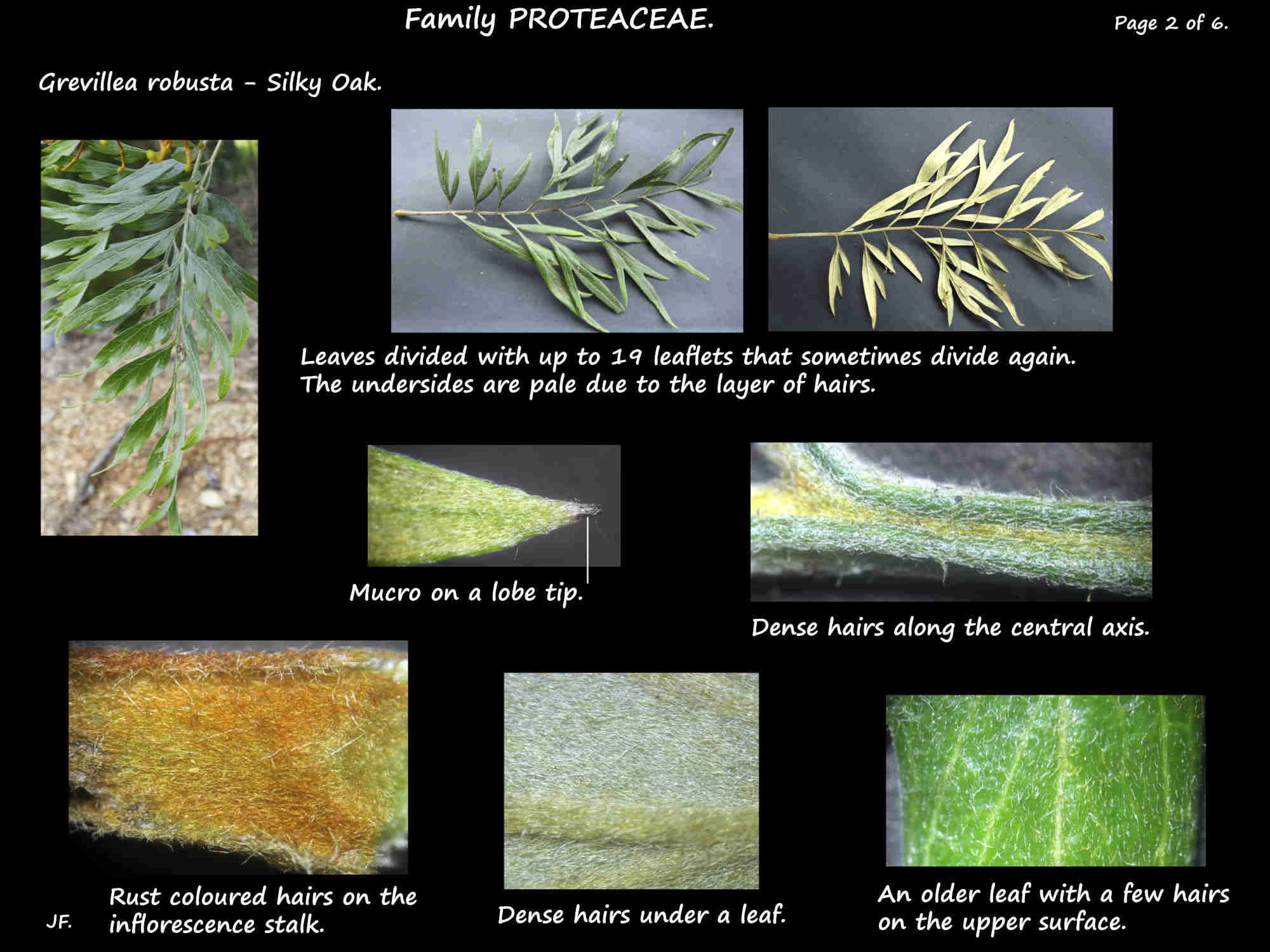 2 Grevillea robusta leaves & hairs
