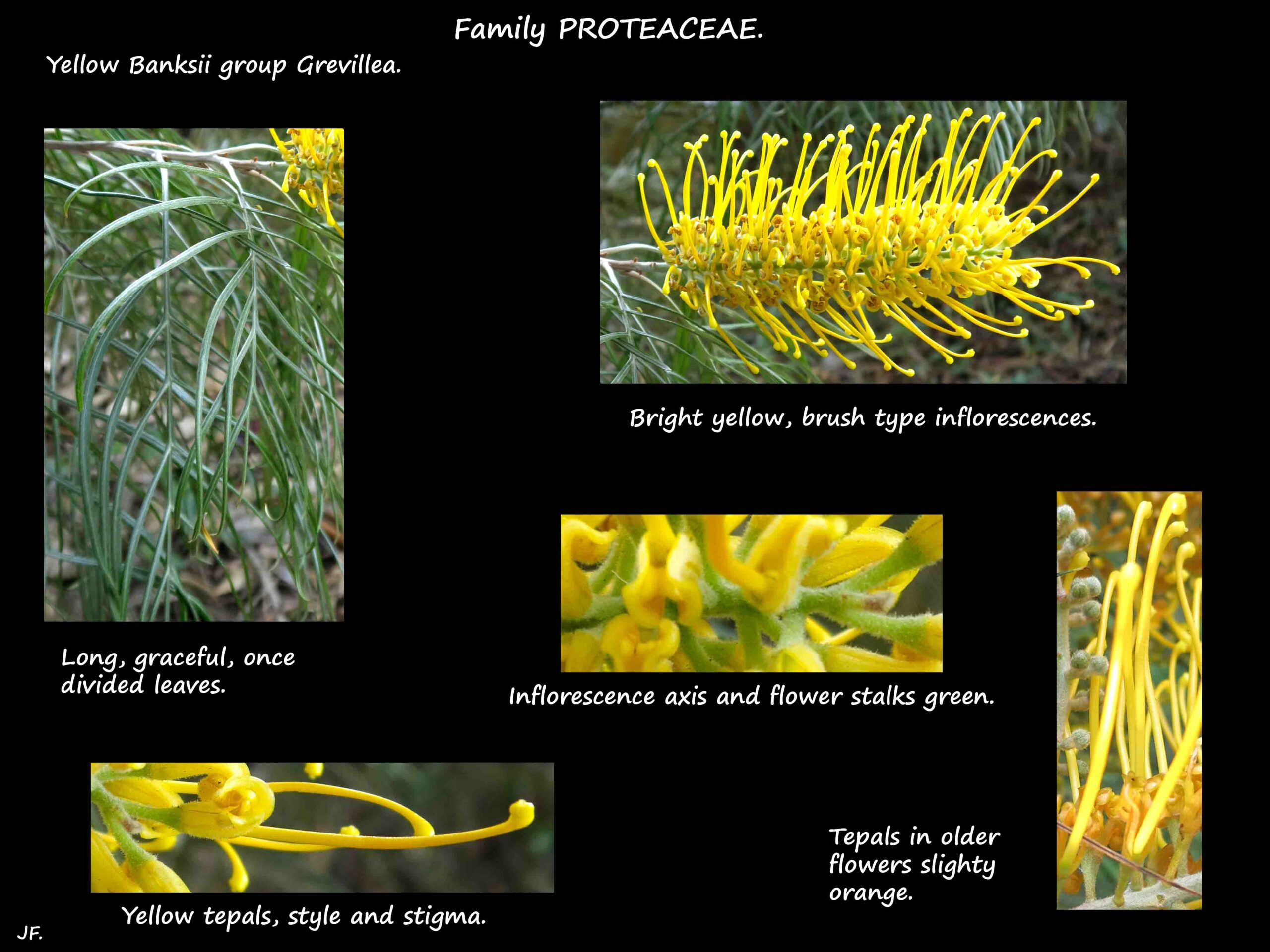 2 Grevillea with bright yellow flowers
