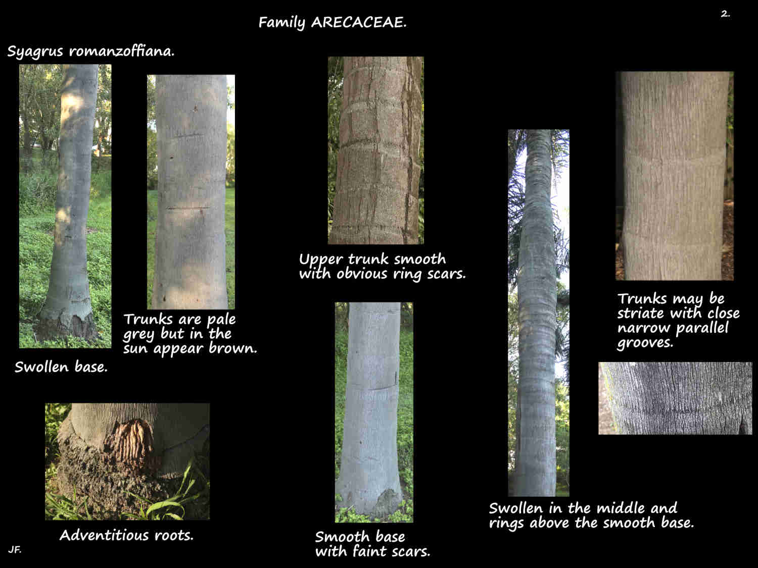 2 Grey Syagrus romanzoffiana trunks
