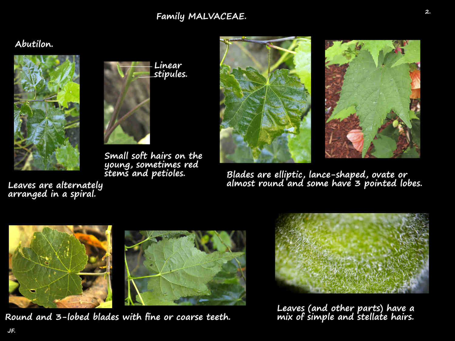 2 Hairs on Abutilon leaves