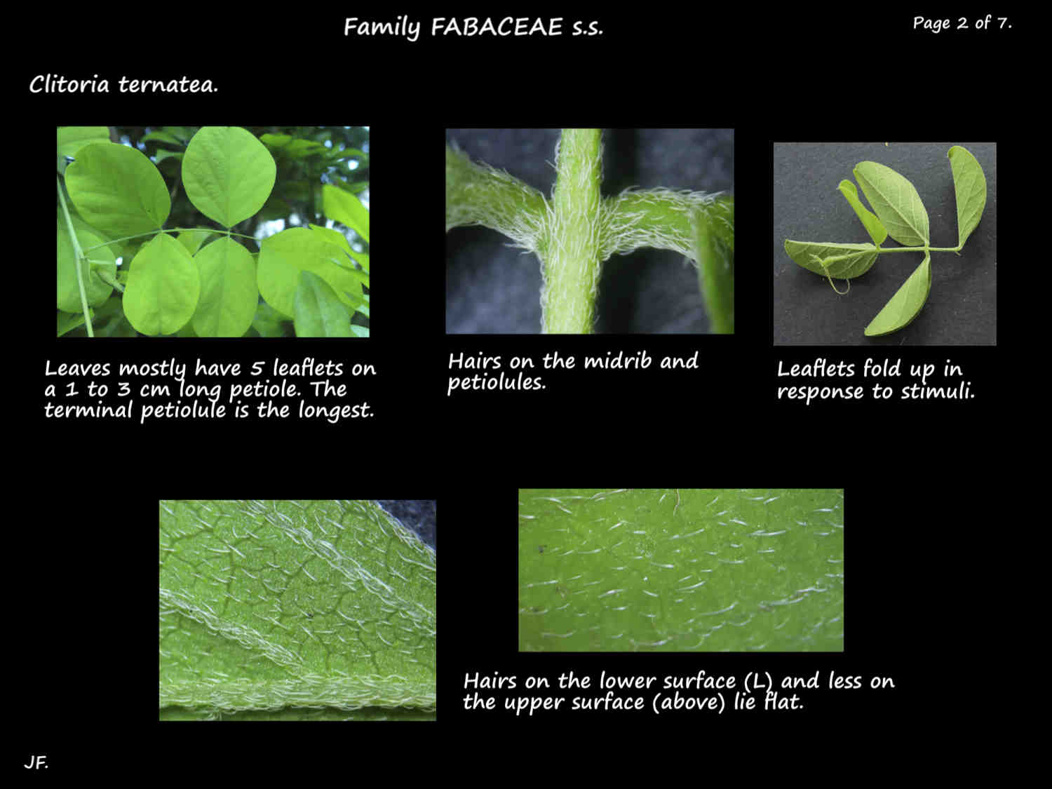 2 Hairs on Clitoria ternatea leaves