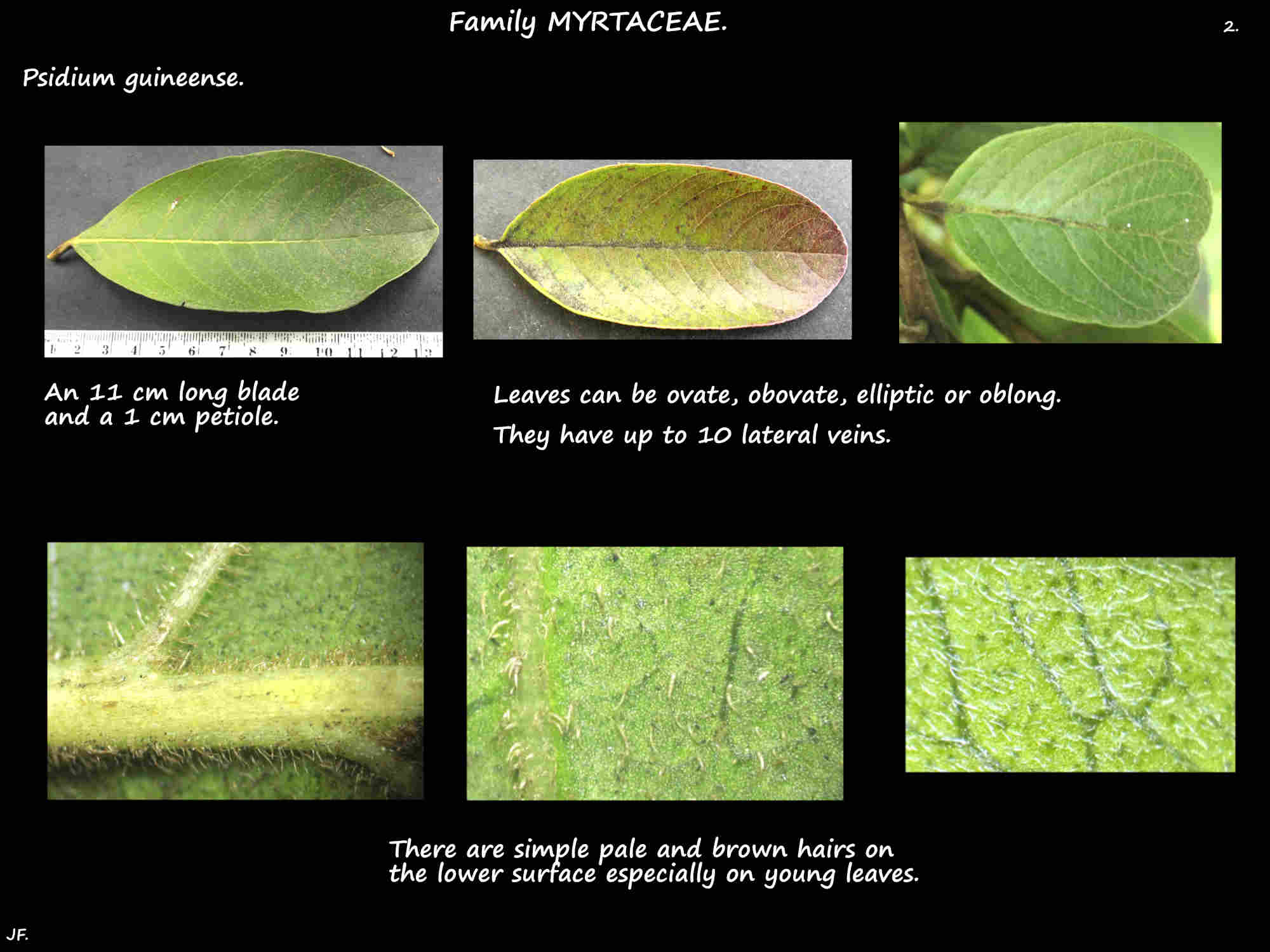 2 Hairs on Psidium guineense leaves