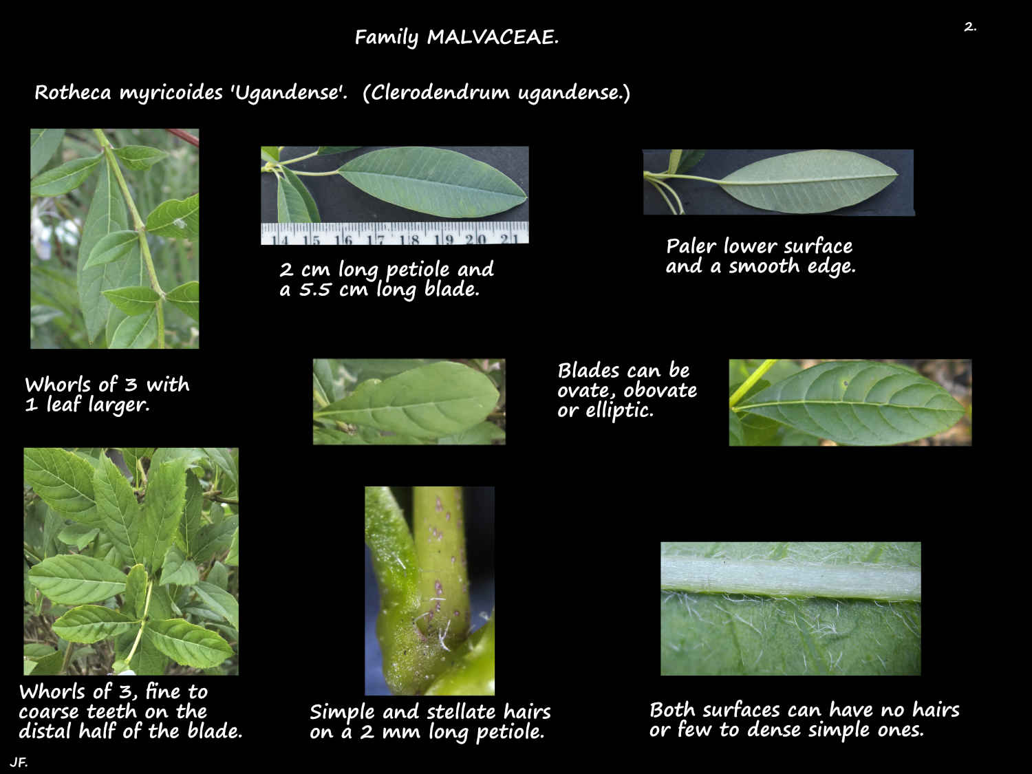 2 Hairs on Rotheca myricoides leaves