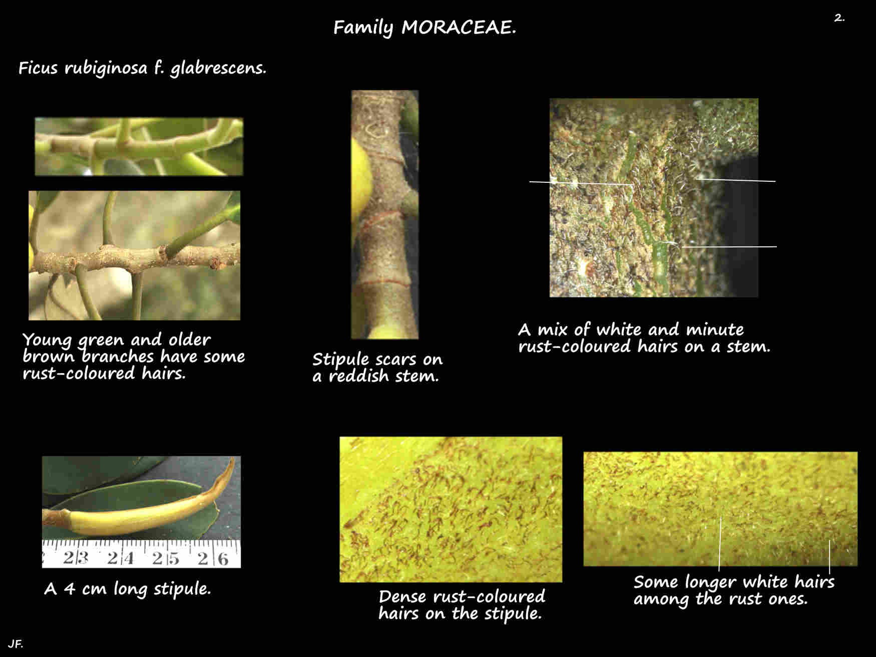 2 Hairs on Rusty fig stems & stipules