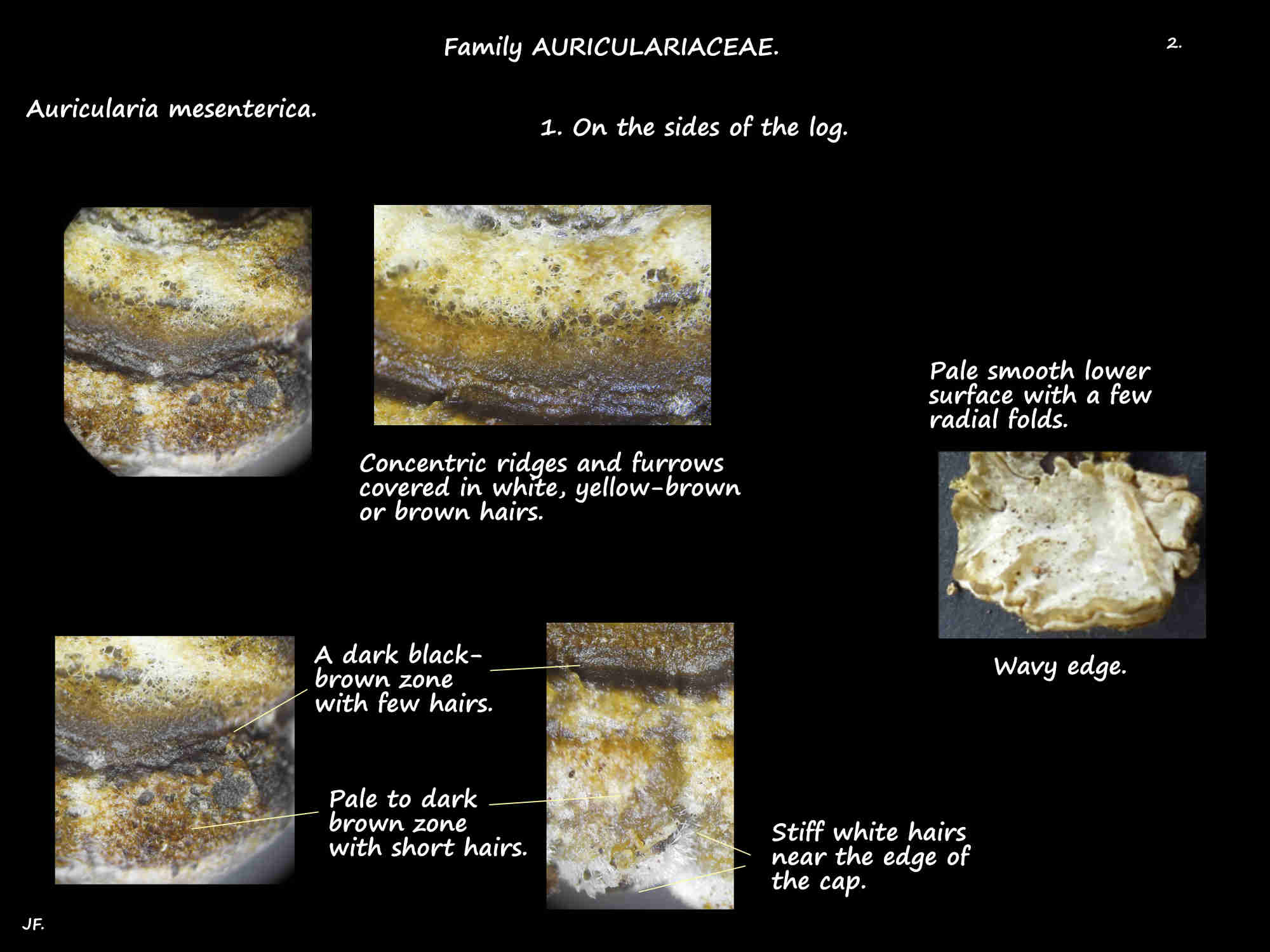 2 Hairs on the cap of Tripe fungi