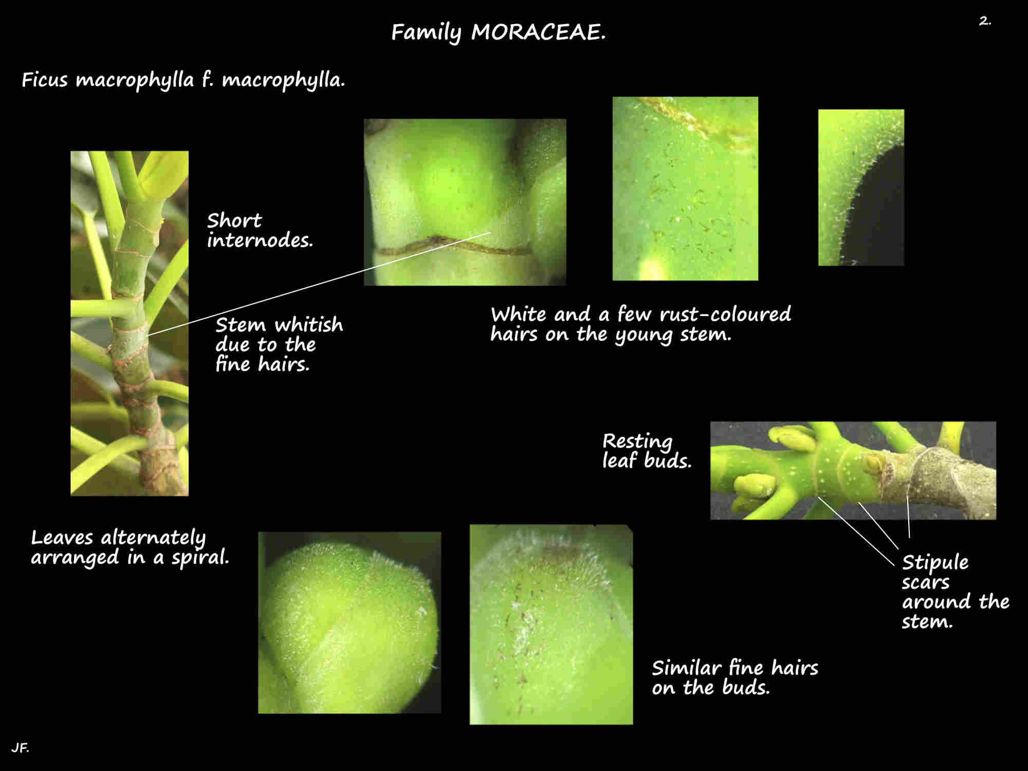 2 Hairs on young Ficus macrophylla stems & buds