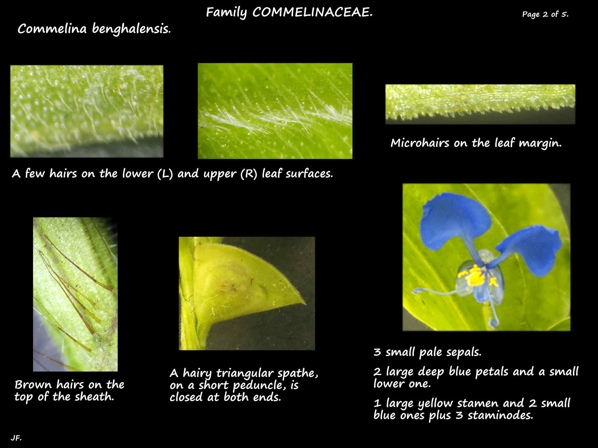 2 Hairy commelina leaf & sheath hairs, spathe & flower