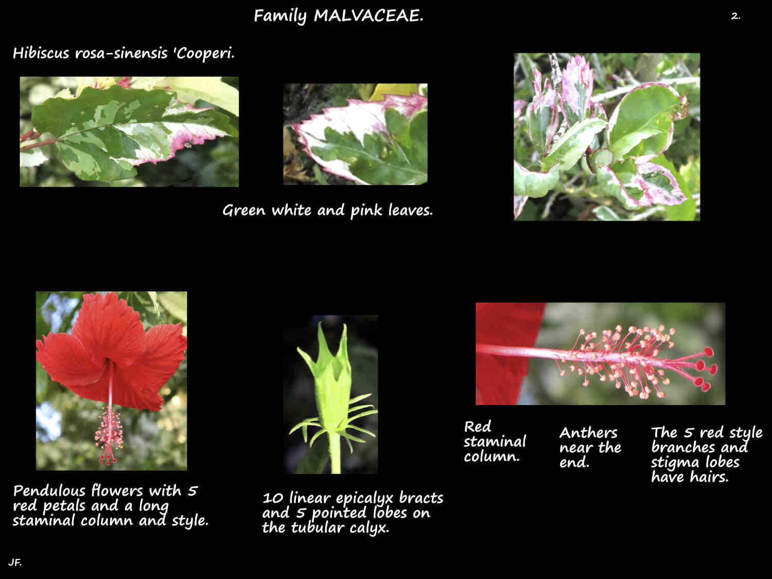2 Hibiscus 'Cooperi' variegated leaves & flowers